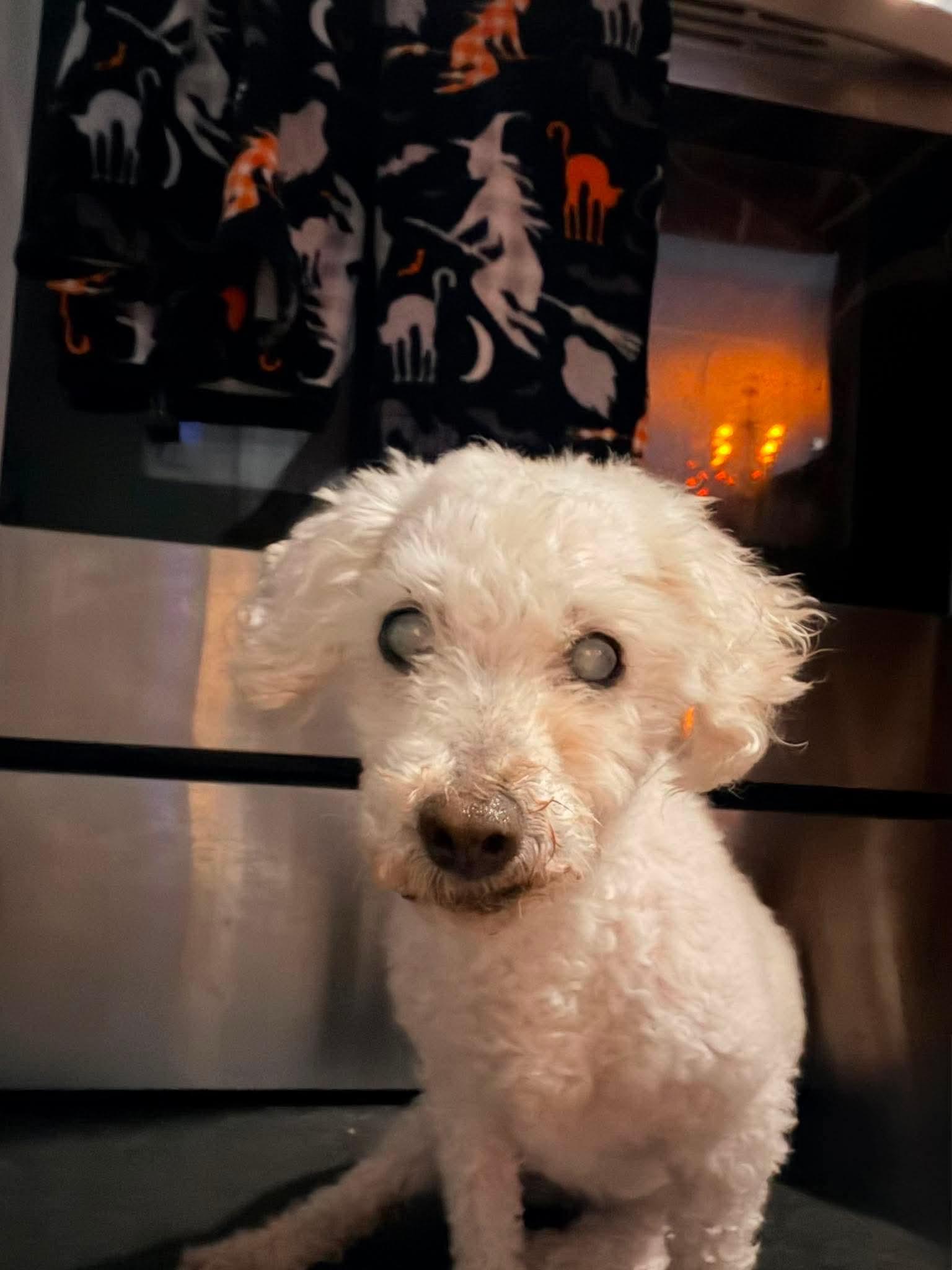 Marlin, Adoptable, Senior Male Poodle.