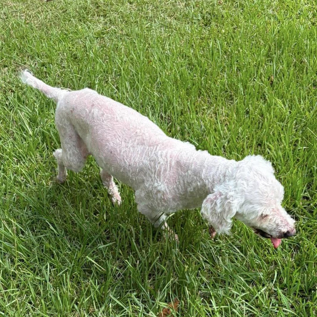 Marlin, a Adoptable Poodle in Spring Lake, NC image 3/3