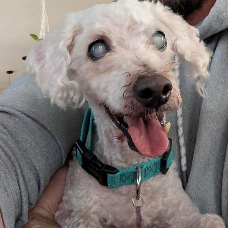 Marlin, Adoptable, Senior Male Poodle.
