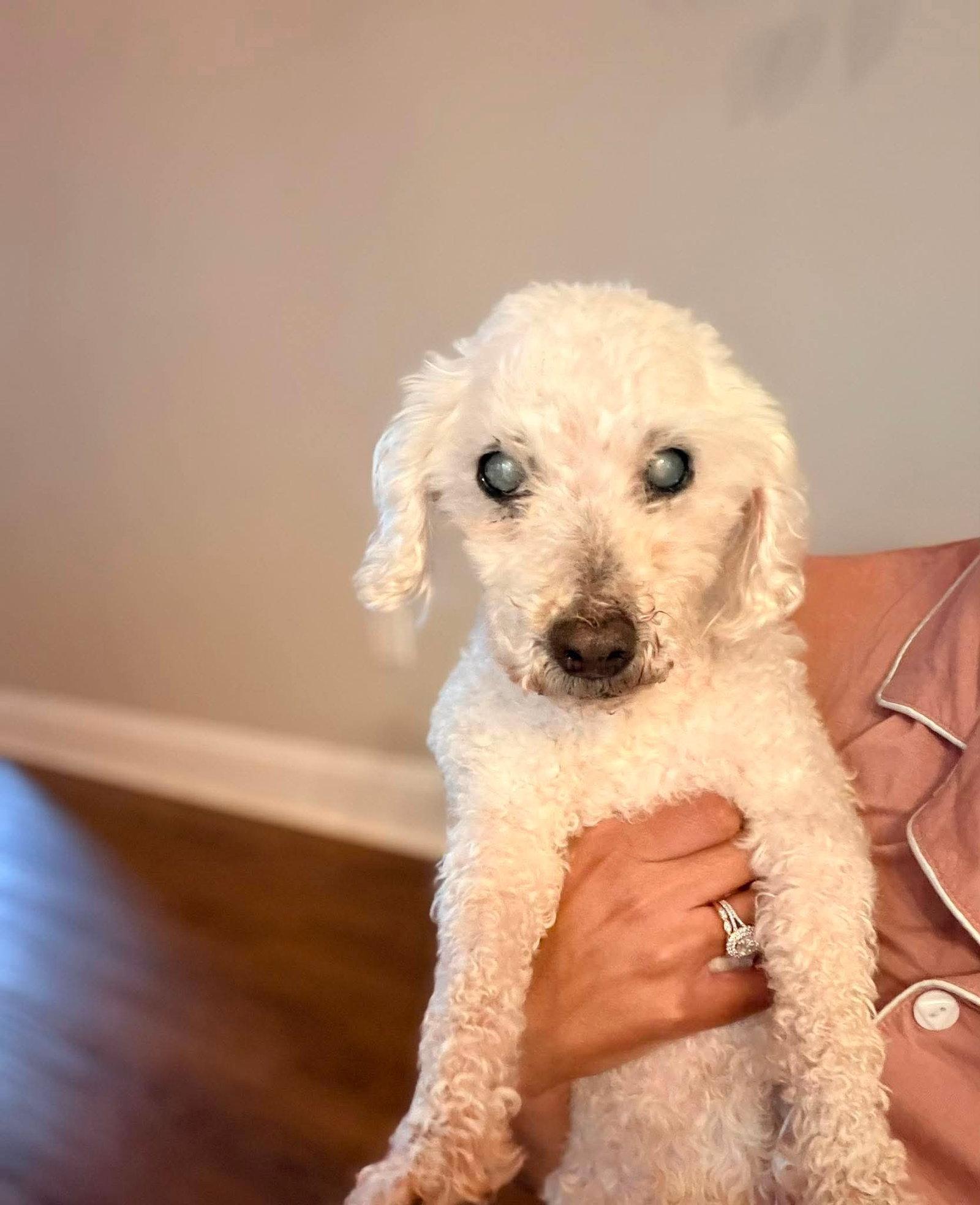 Marlin, a Adoptable Poodle in Spring Lake, NC image 2/3