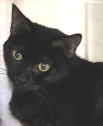 Ula, Adoptable, Young Female Domestic Short Hair.