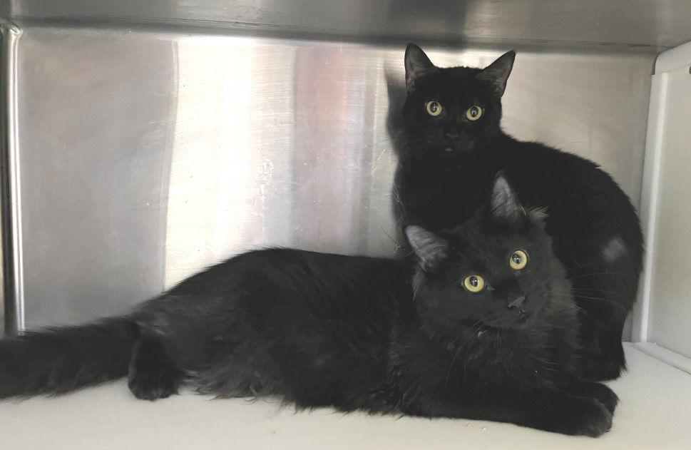 Enlarge Ula, a Adoptable Domestic Short Hair in Carrollton, GA image 2/3