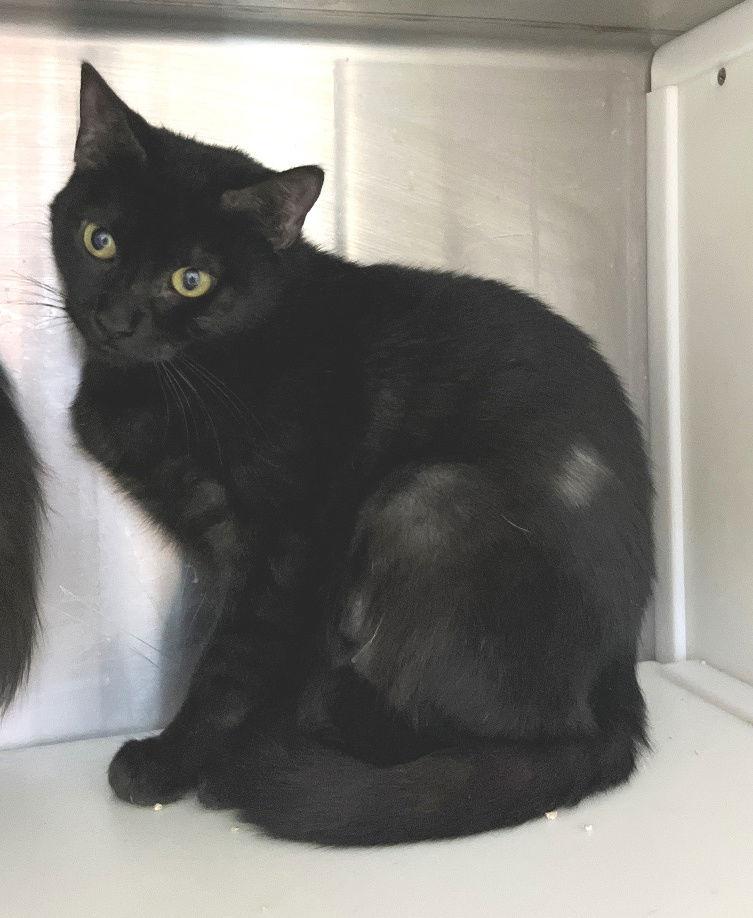 Enlarge Ula, a Adoptable Domestic Short Hair in Carrollton, GA image 3/3