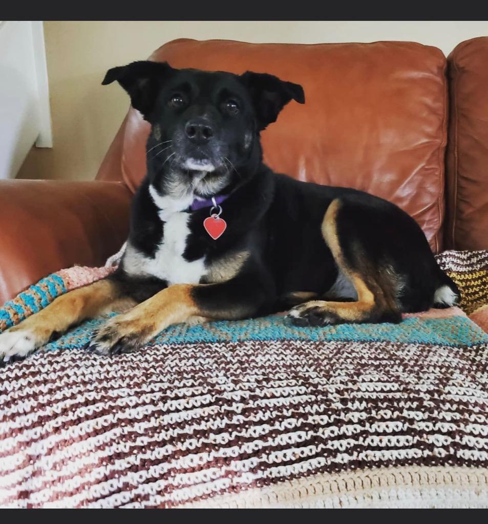 Filly, Adoptable, Senior Female Australian Shepherd & Australian Cattle Dog / Blue Heeler.