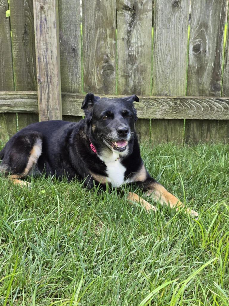 Enlarge Filly, a Adoptable mixed breed in Indianapolis, IN image 3/5