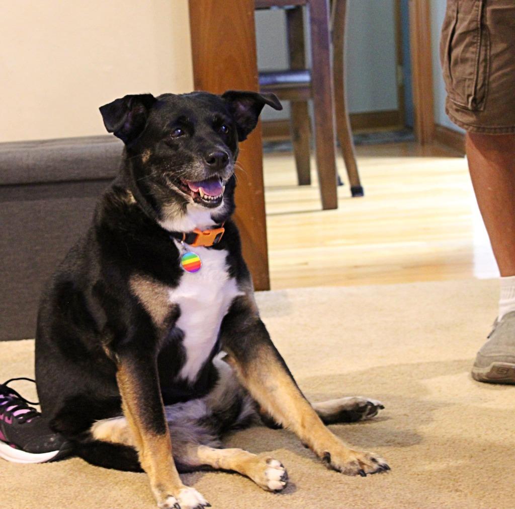 Enlarge Filly, a Adoptable mixed breed in Indianapolis, IN image 3/5