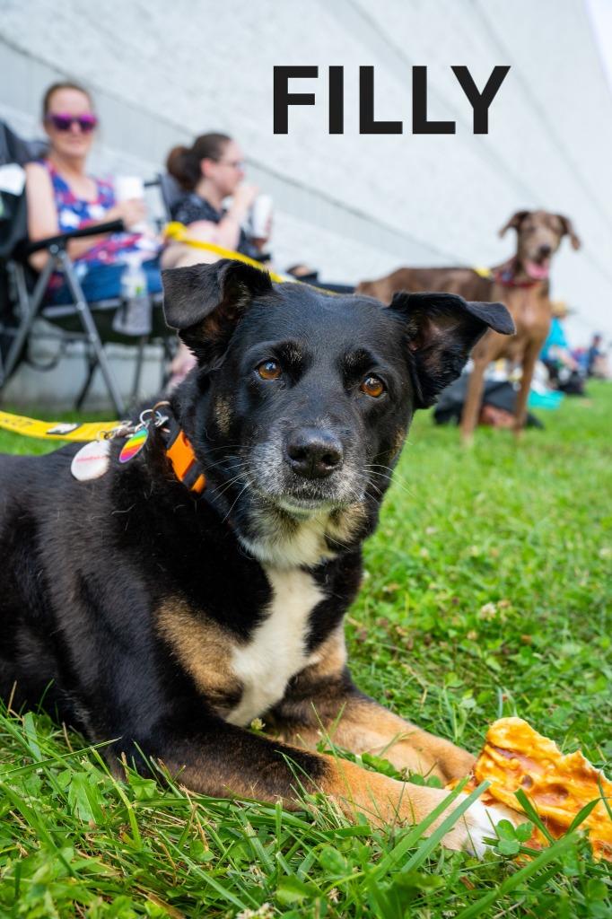 Enlarge Filly, a Adoptable mixed breed in Indianapolis, IN image 4/5