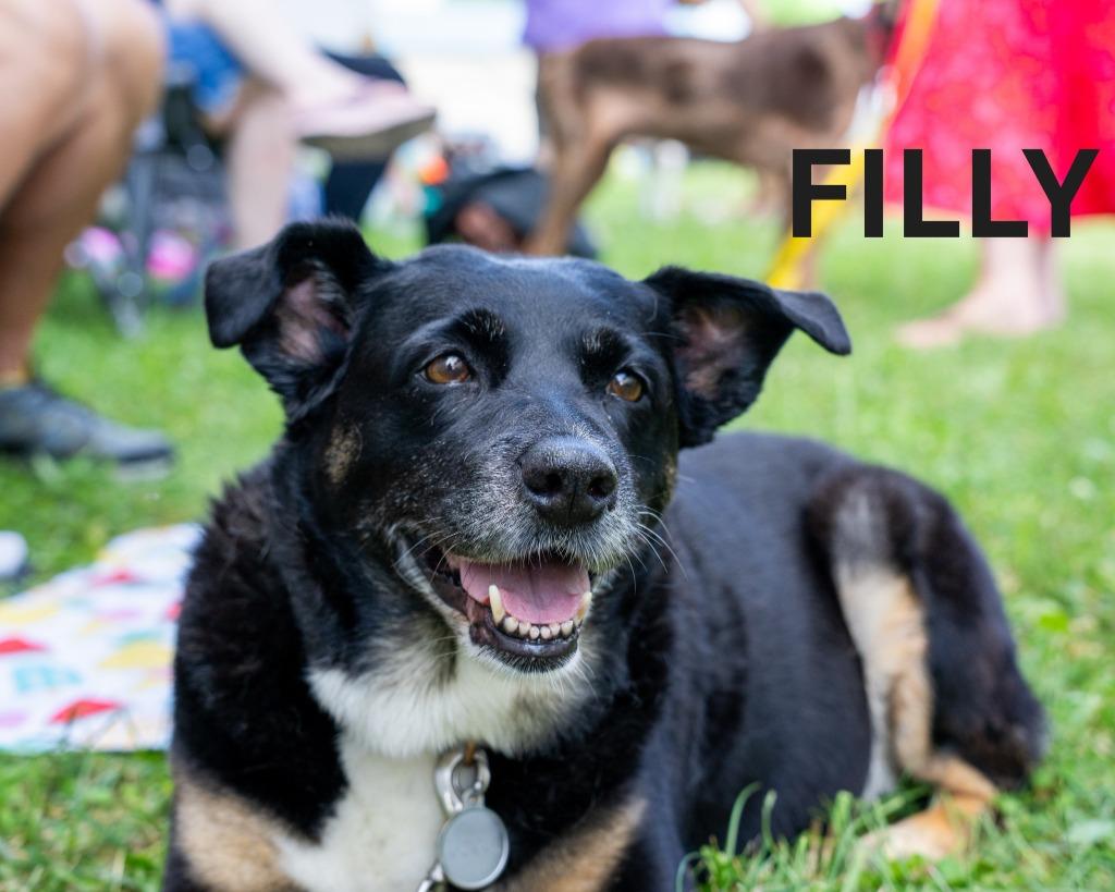 Enlarge Filly, a Adoptable mixed breed in Indianapolis, IN image 5/5