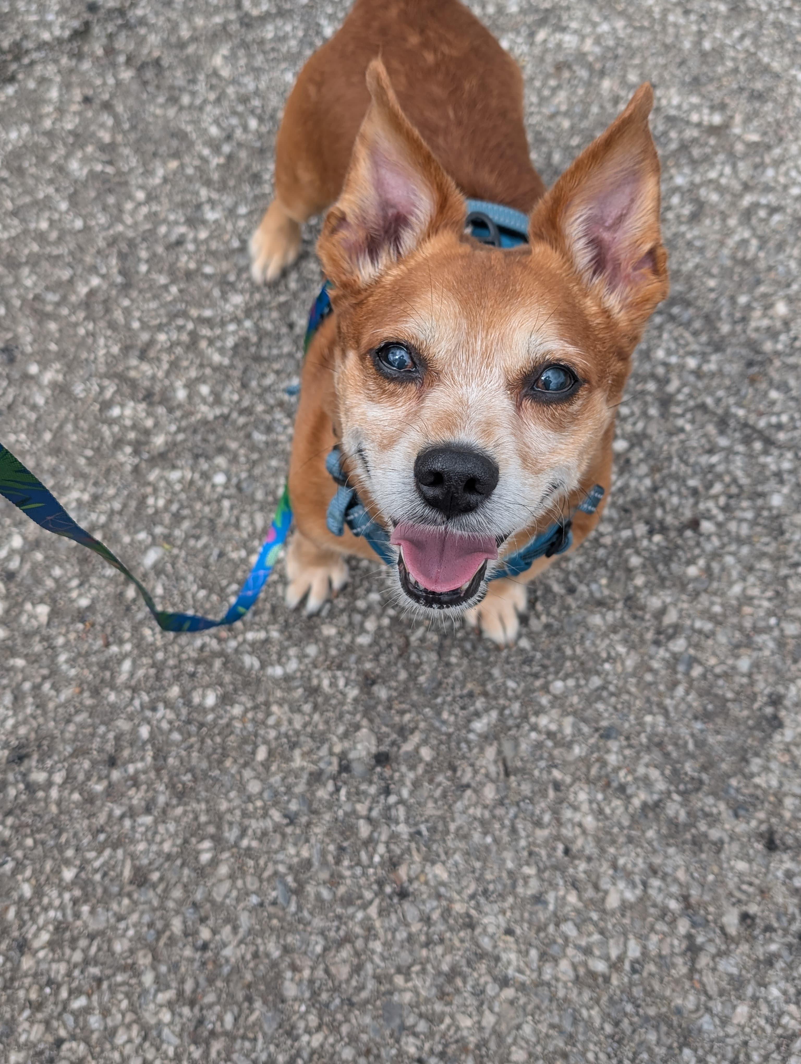 Enlarge Rusty, an adopted mixed breed in Renfrew, PA image 5/5