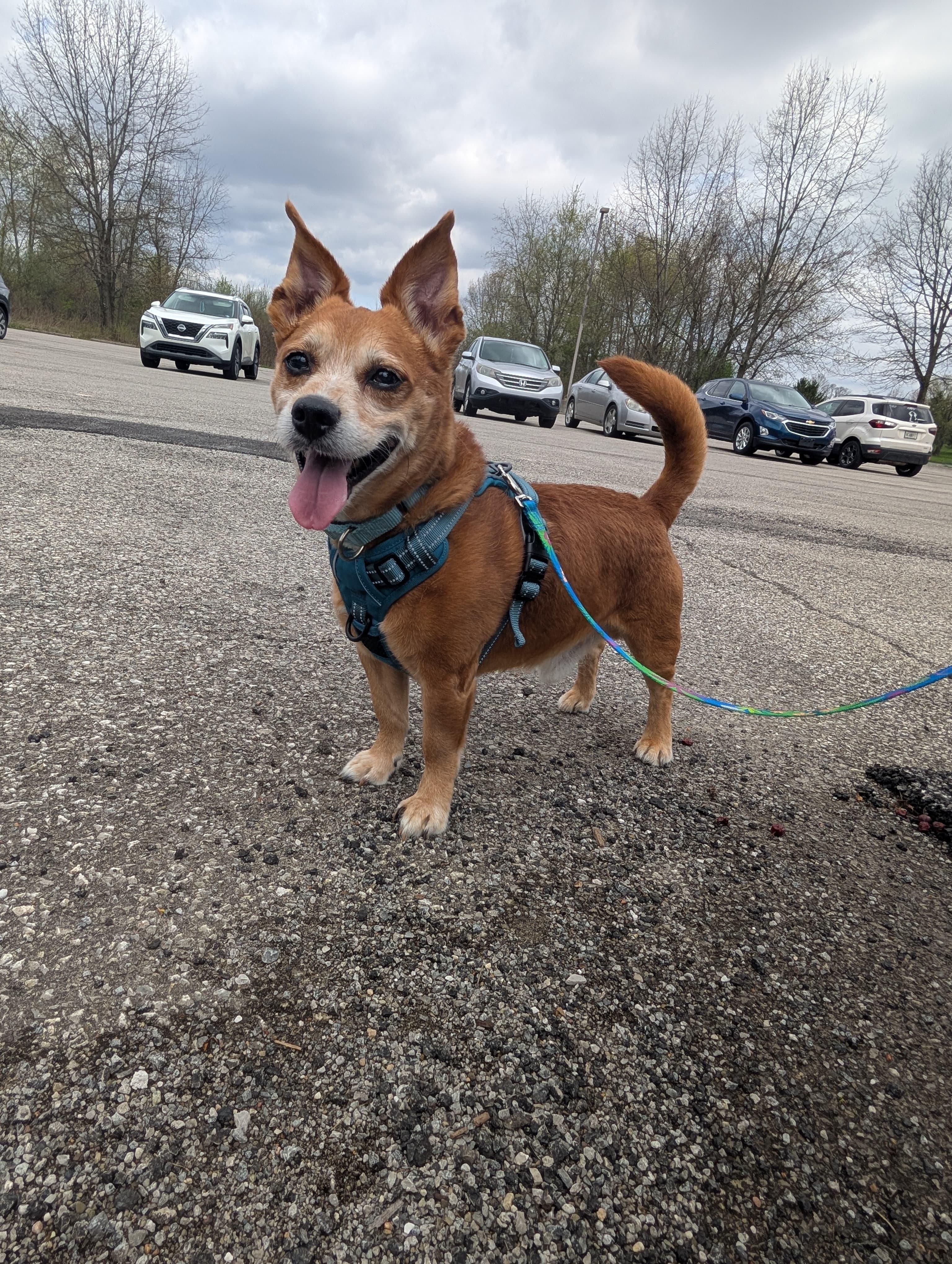 Enlarge Rusty, an adopted mixed breed in Renfrew, PA image 1/5