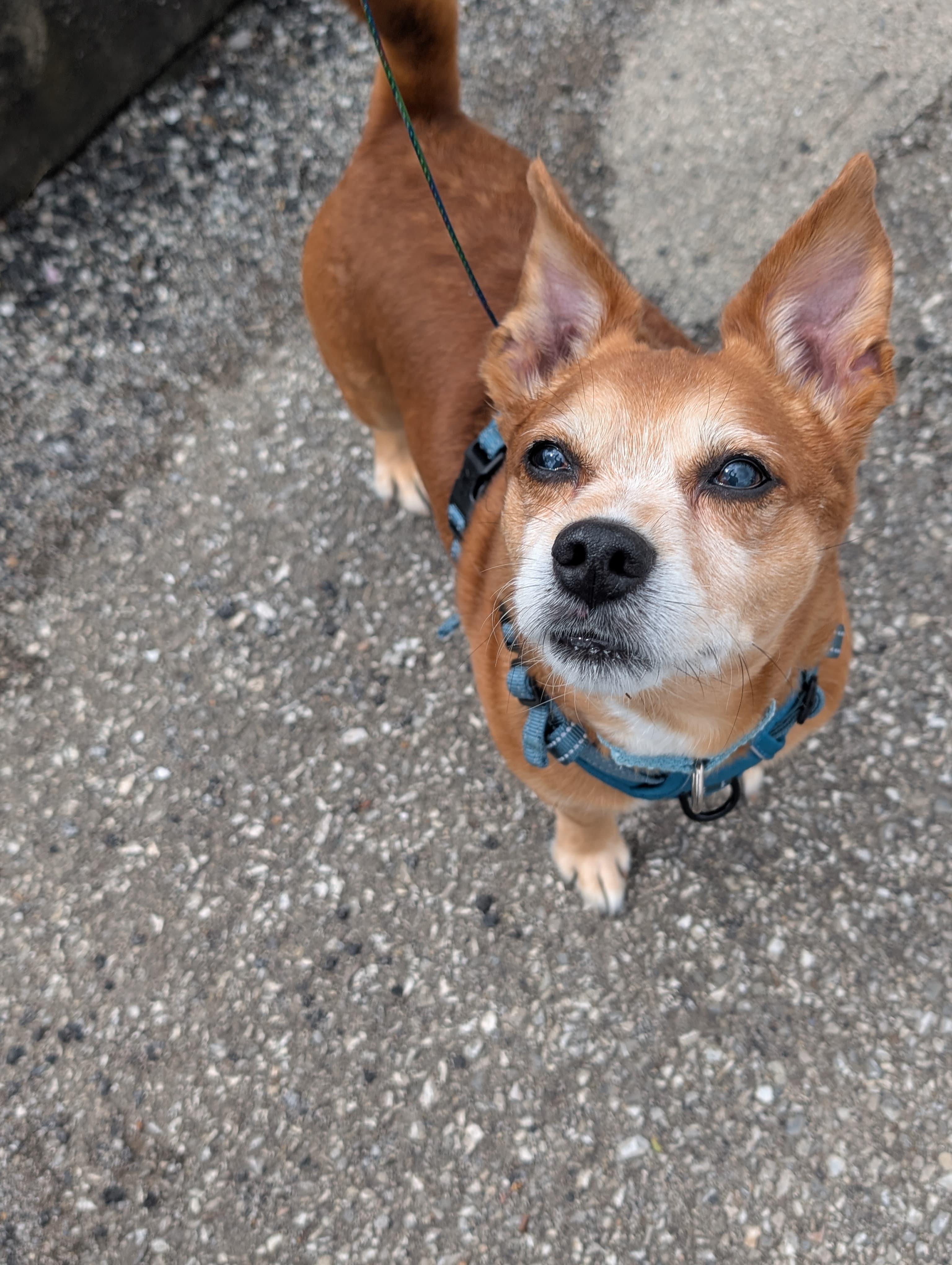 Enlarge Rusty, an adopted mixed breed in Renfrew, PA image 3/5