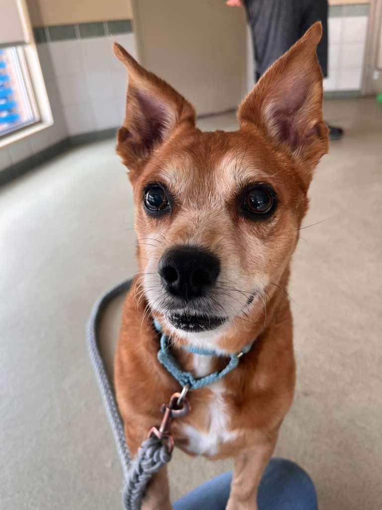 Enlarge Rusty, an adopted mixed breed in Renfrew, PA image 2/5