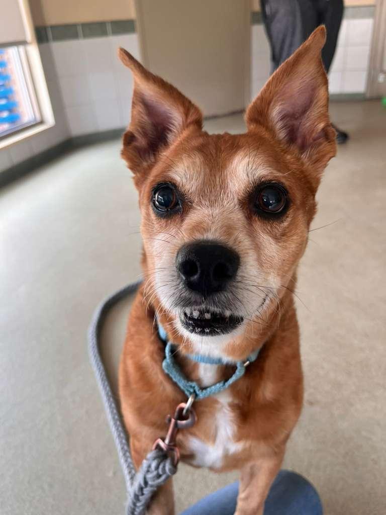 Enlarge Rusty, an adopted mixed breed in Renfrew, PA image 4/5