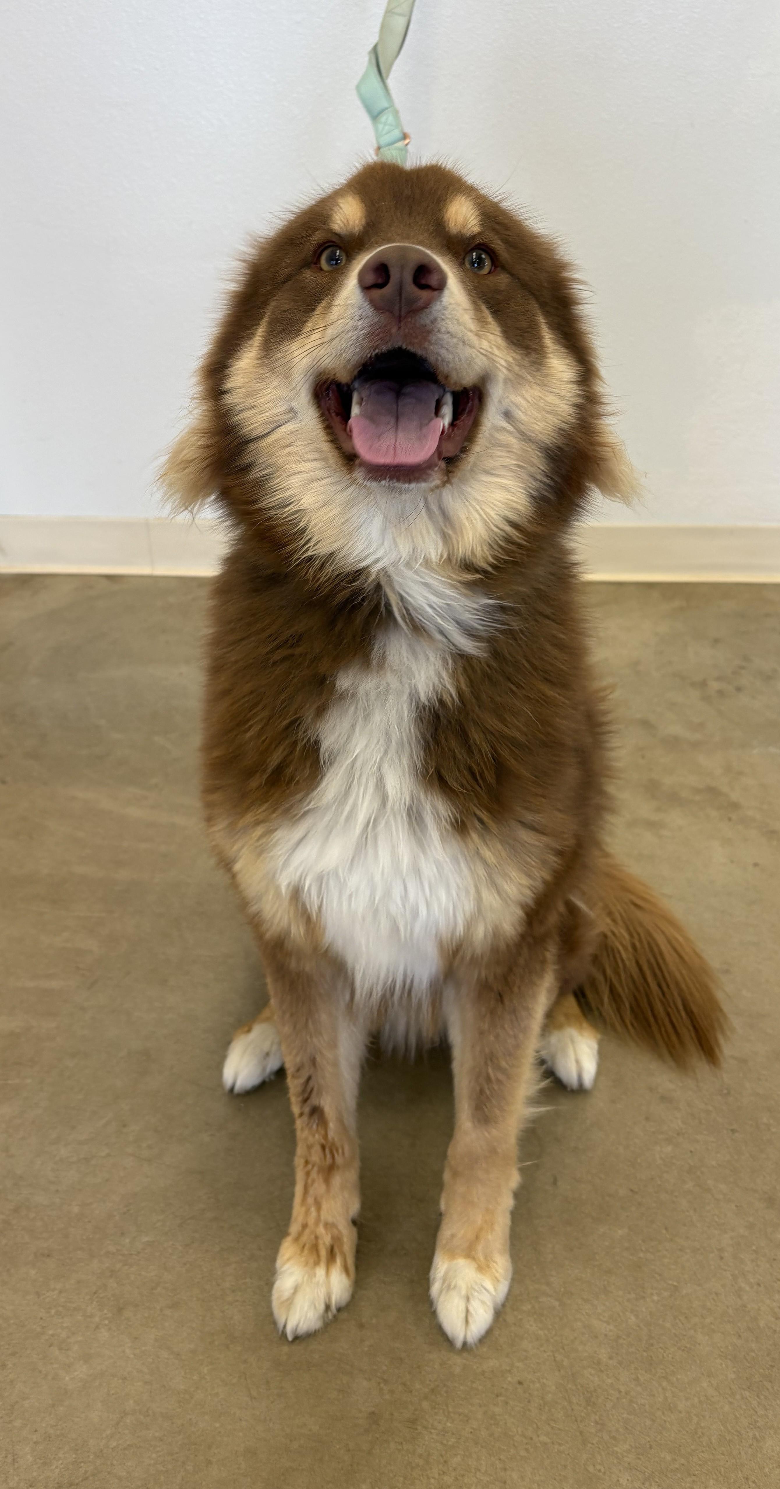 Enlarge Copper, a ADOPTABLE mixed breed in Sterling, CO image 3/3