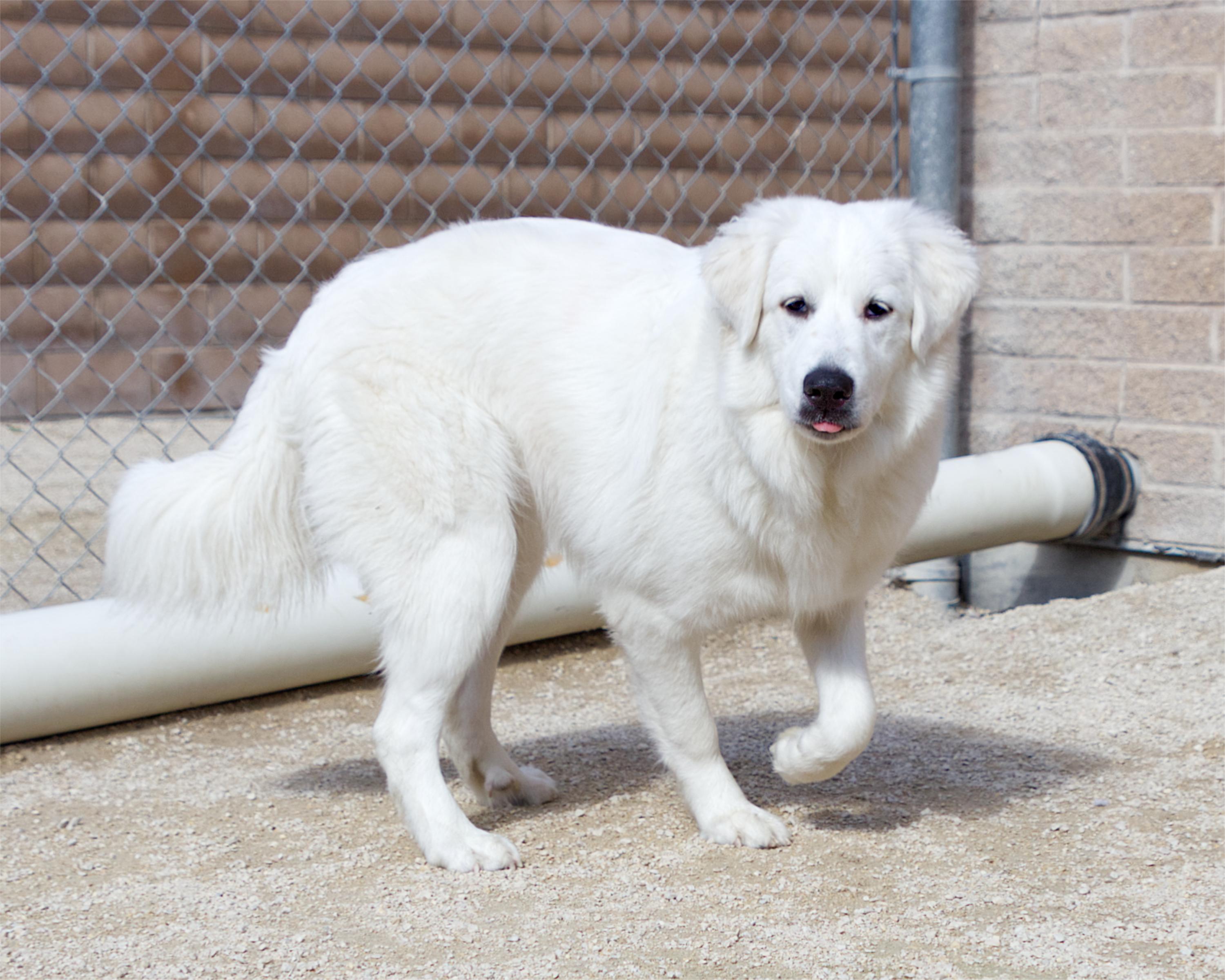 Enlarge Hershey, a Adoptable mixed breed in Winnipeg, MB image 3/4