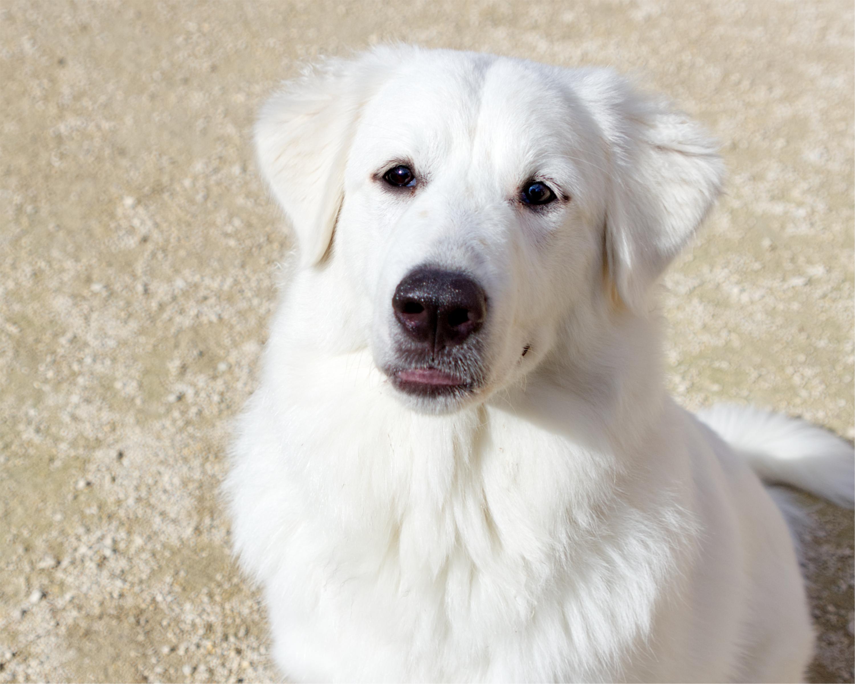 Enlarge Hershey, a Adoptable mixed breed in Winnipeg, MB image 2/4