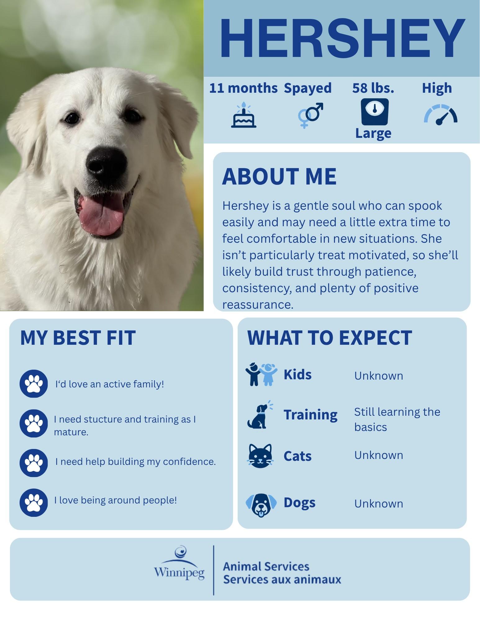 Hershey, Adoptable, Young Female Great Pyrenees.
