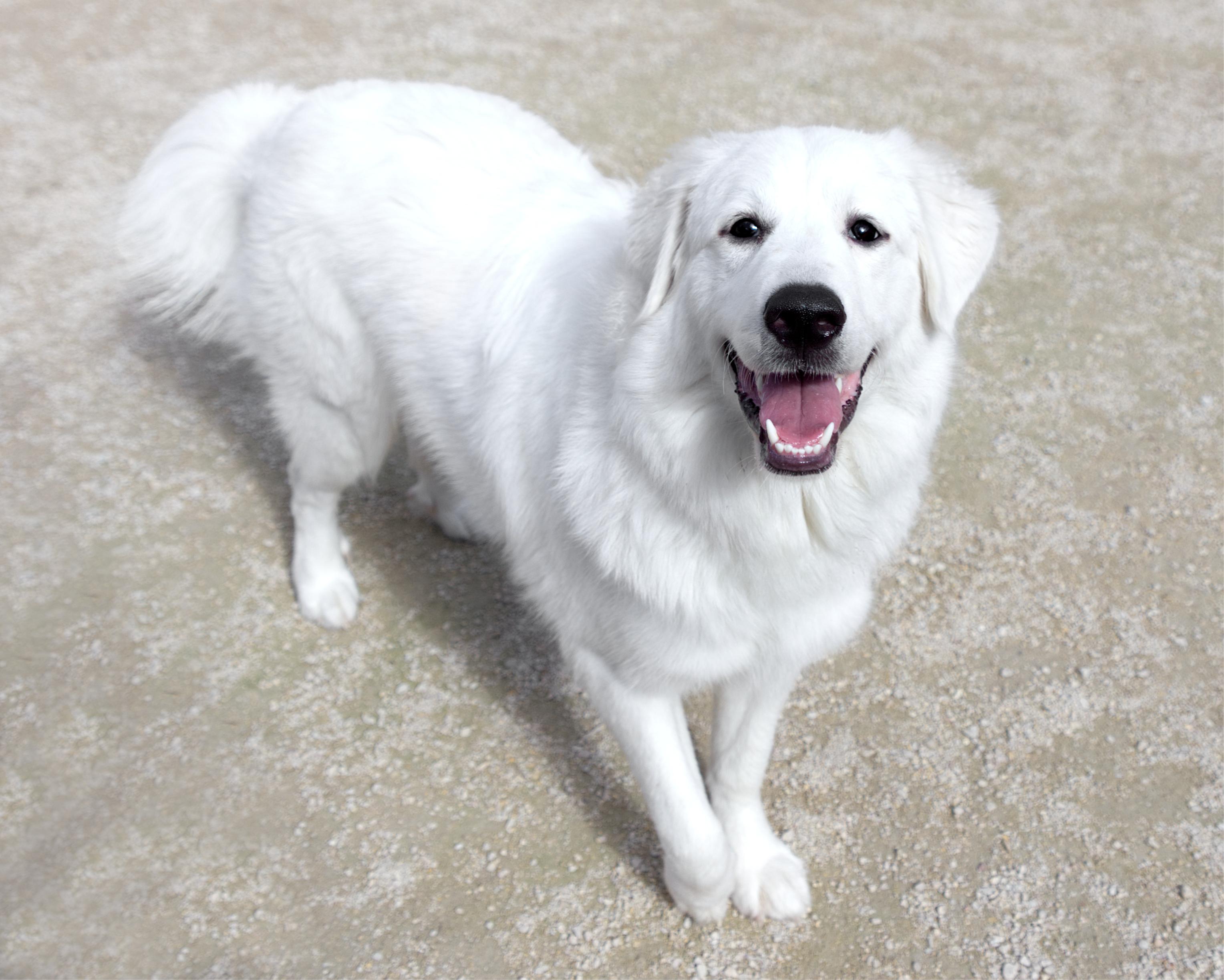 Enlarge Hershey, a Adoptable mixed breed in Winnipeg, MB image 4/4