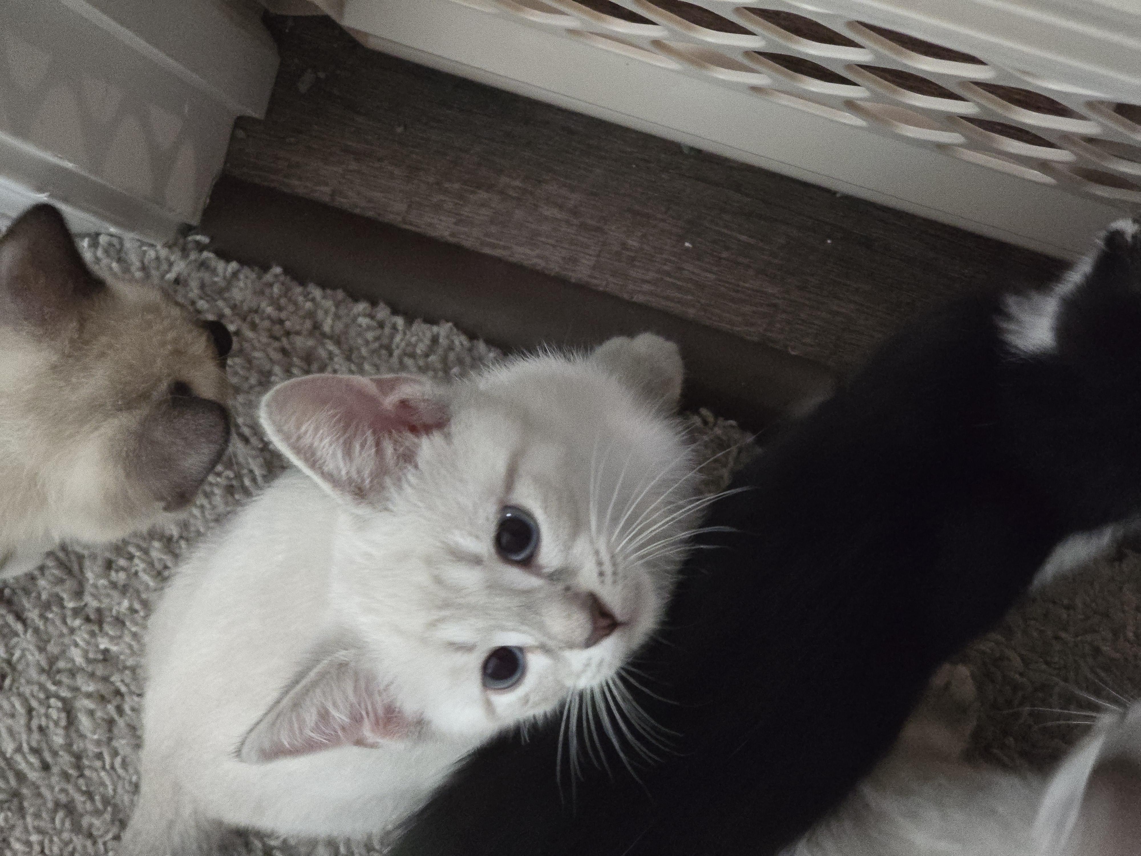 Whiskers- Best Friends with Caramel Latte, an adopted Domestic Short Hair in West Jefferson, OH image 3/3