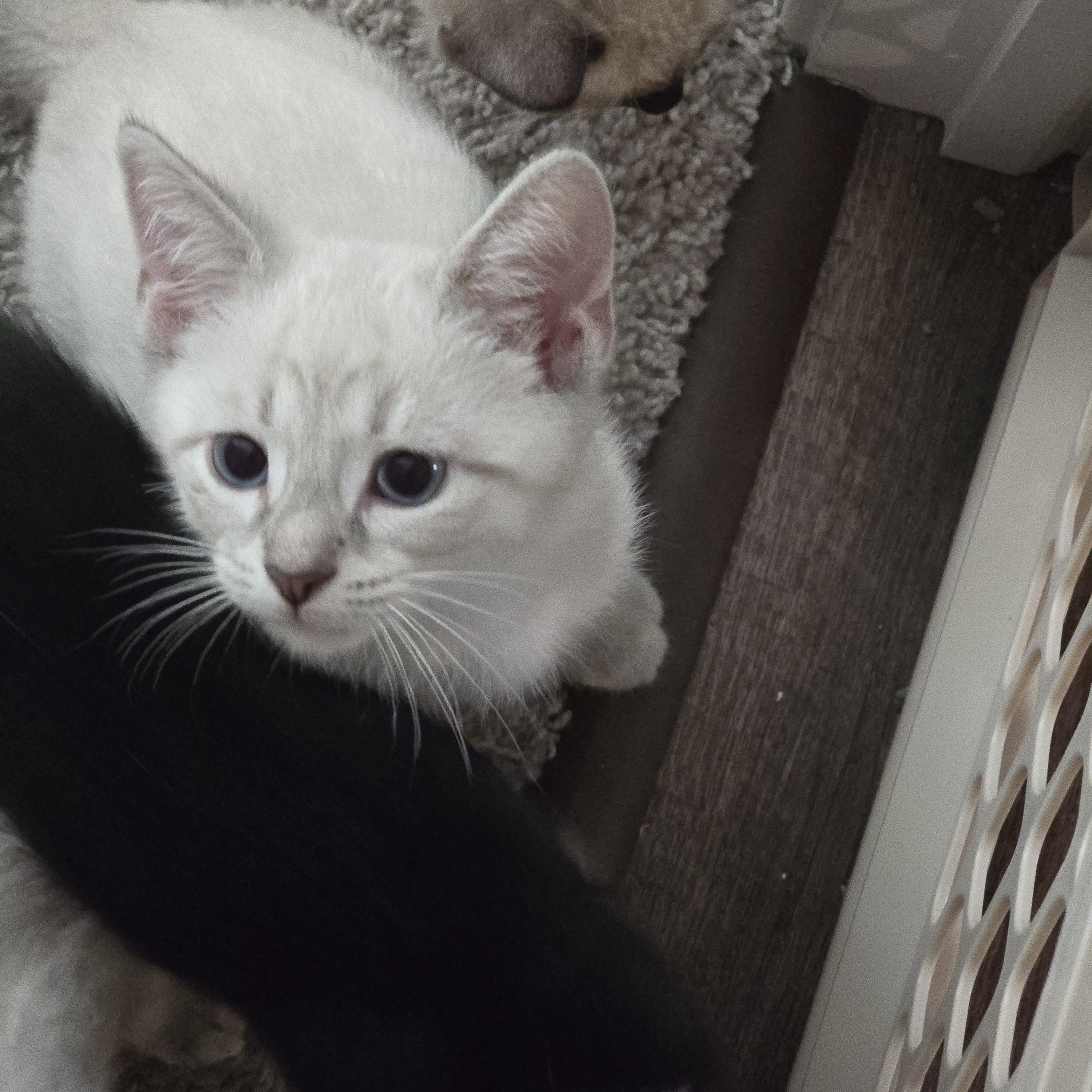 Whiskers- Best Friends with Caramel Latte, an adopted Domestic Short Hair in West Jefferson, OH image 2/3