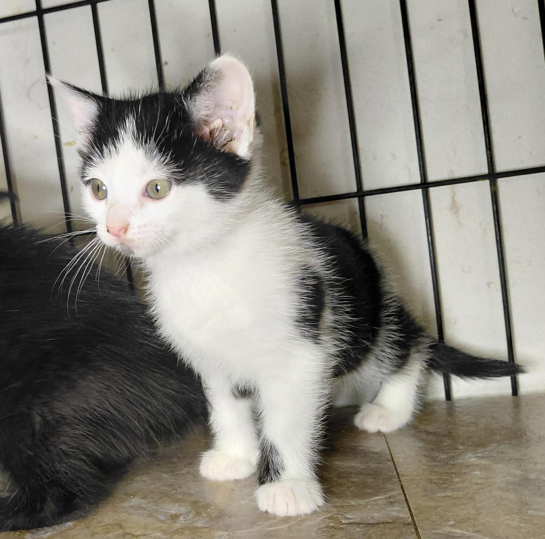Bialy, ADOPTABLE, Young Female Domestic Short Hair.