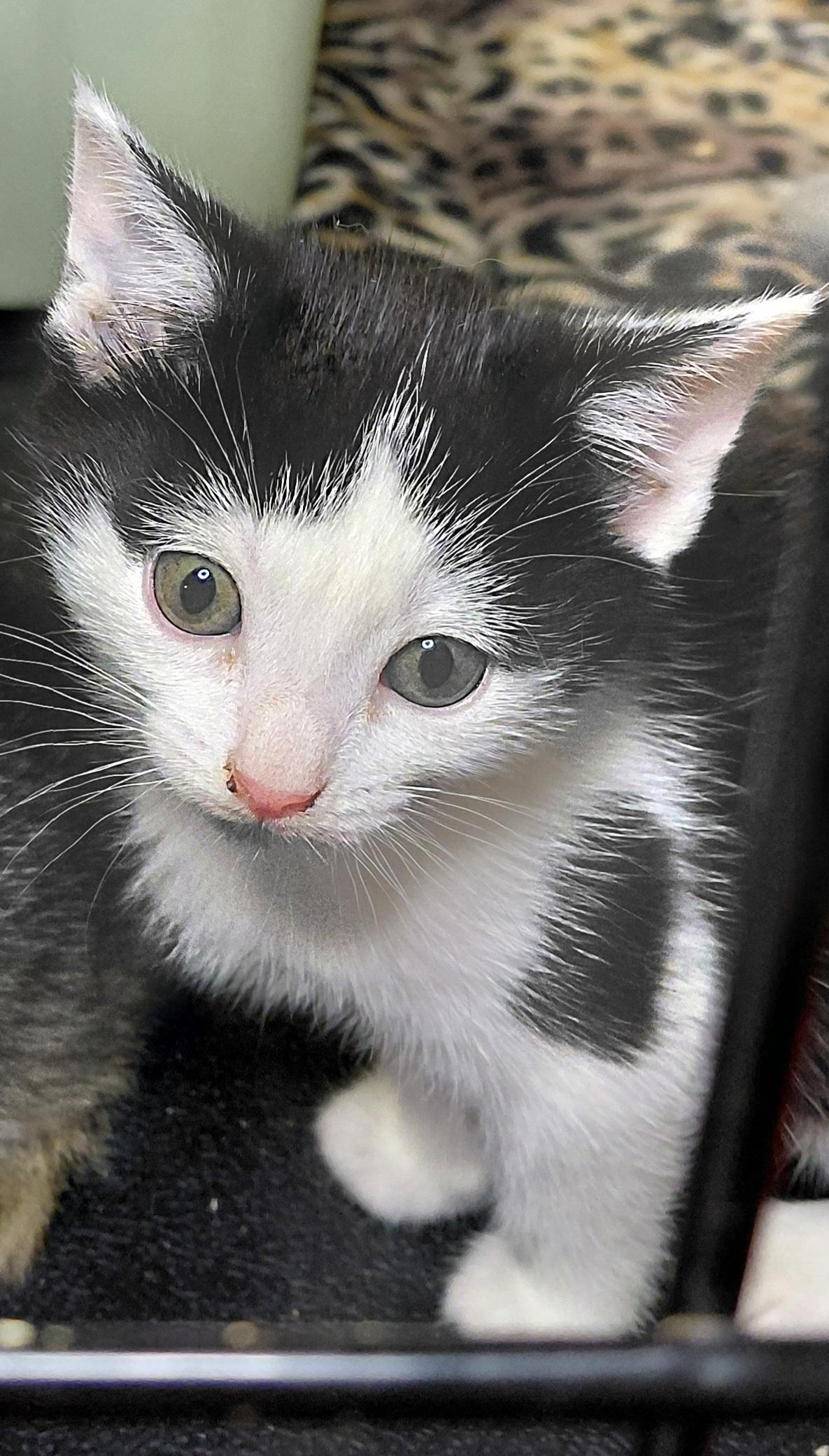 Enlarge Bialy, a ADOPTABLE Domestic Short Hair in Bethpage, NY image 2/2