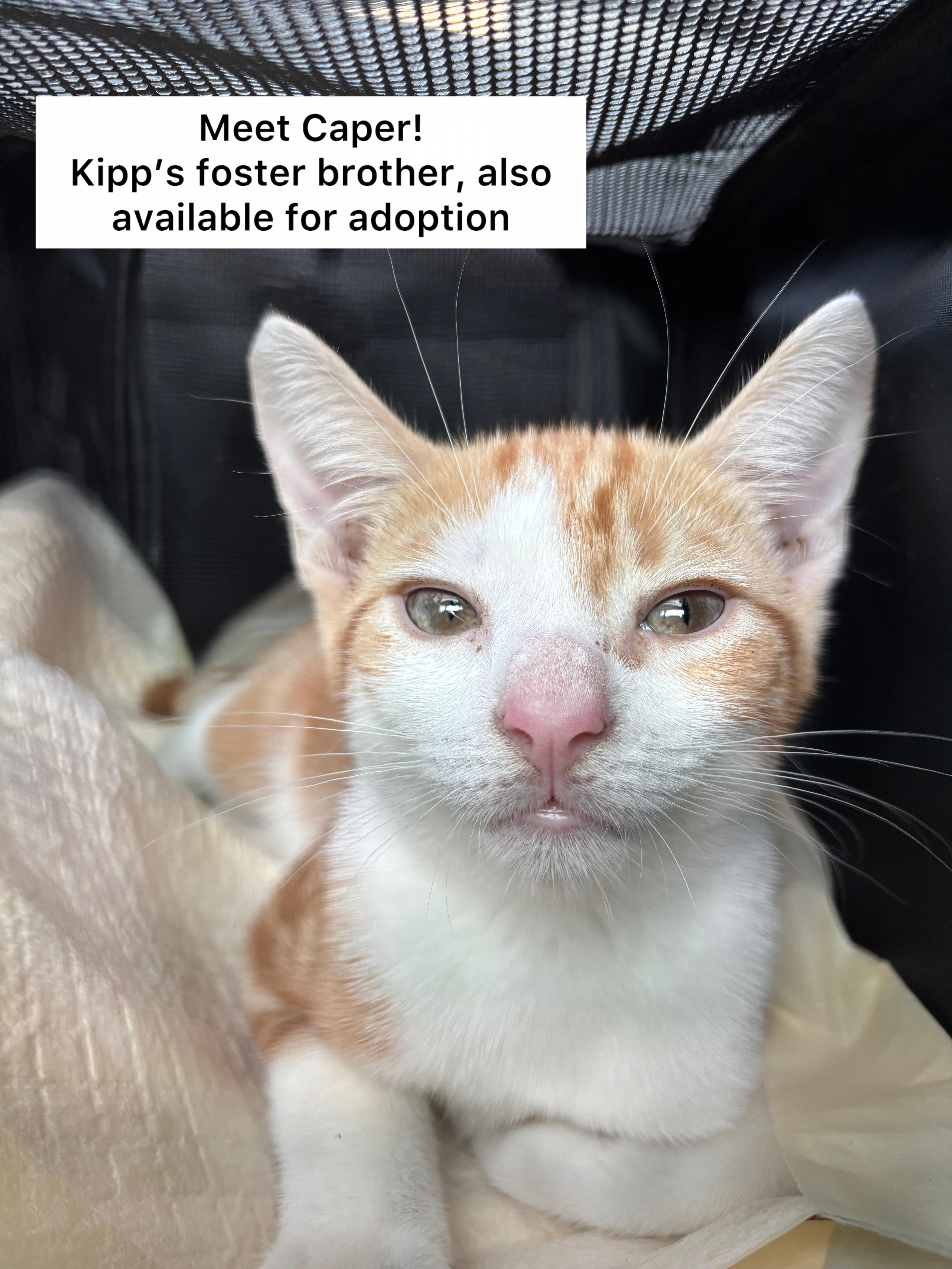 Enlarge Kipp, a Adopted Domestic Short Hair in Brooklyn, NY image 6/6