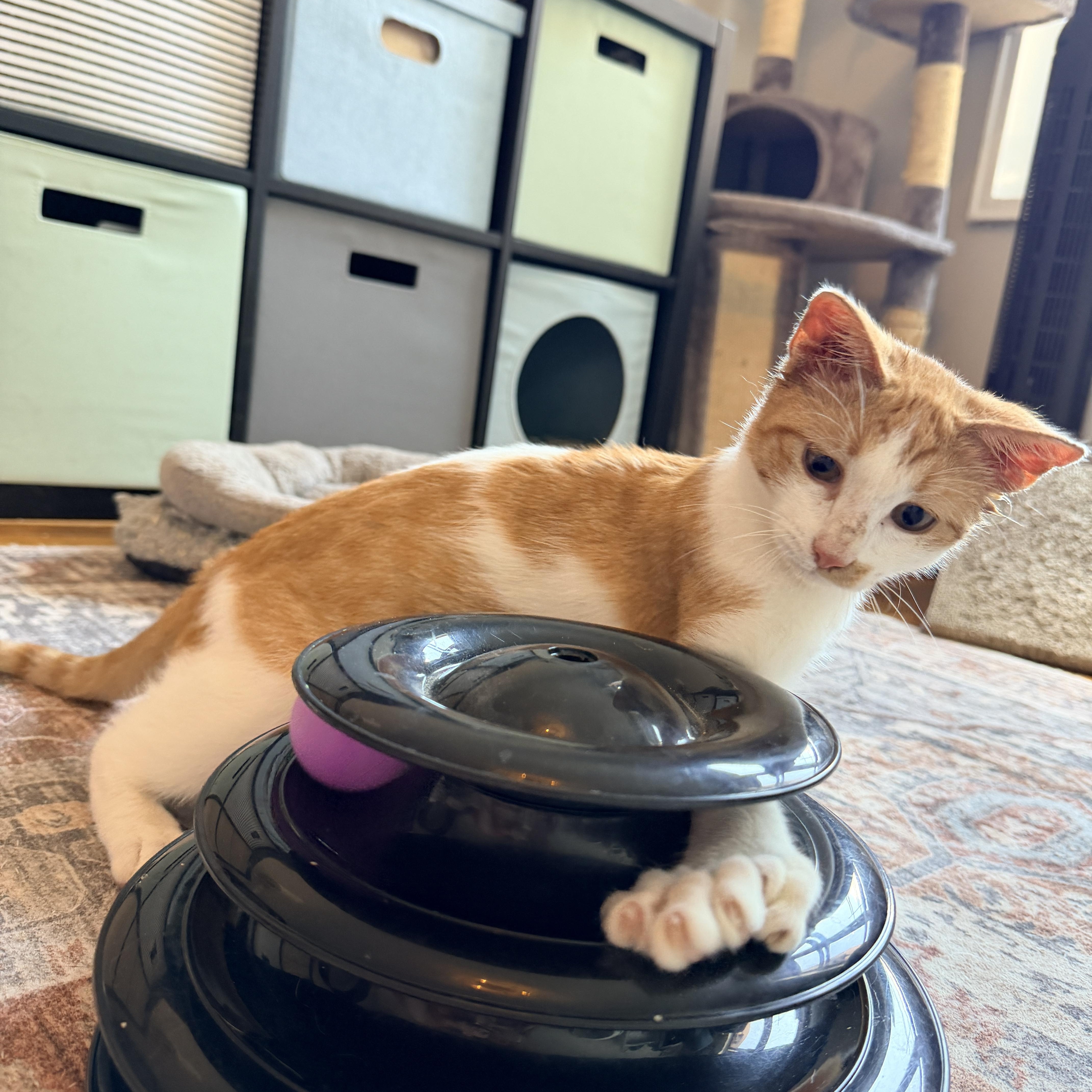 Enlarge Kipp, a Adopted Domestic Short Hair in Brooklyn, NY image 4/6