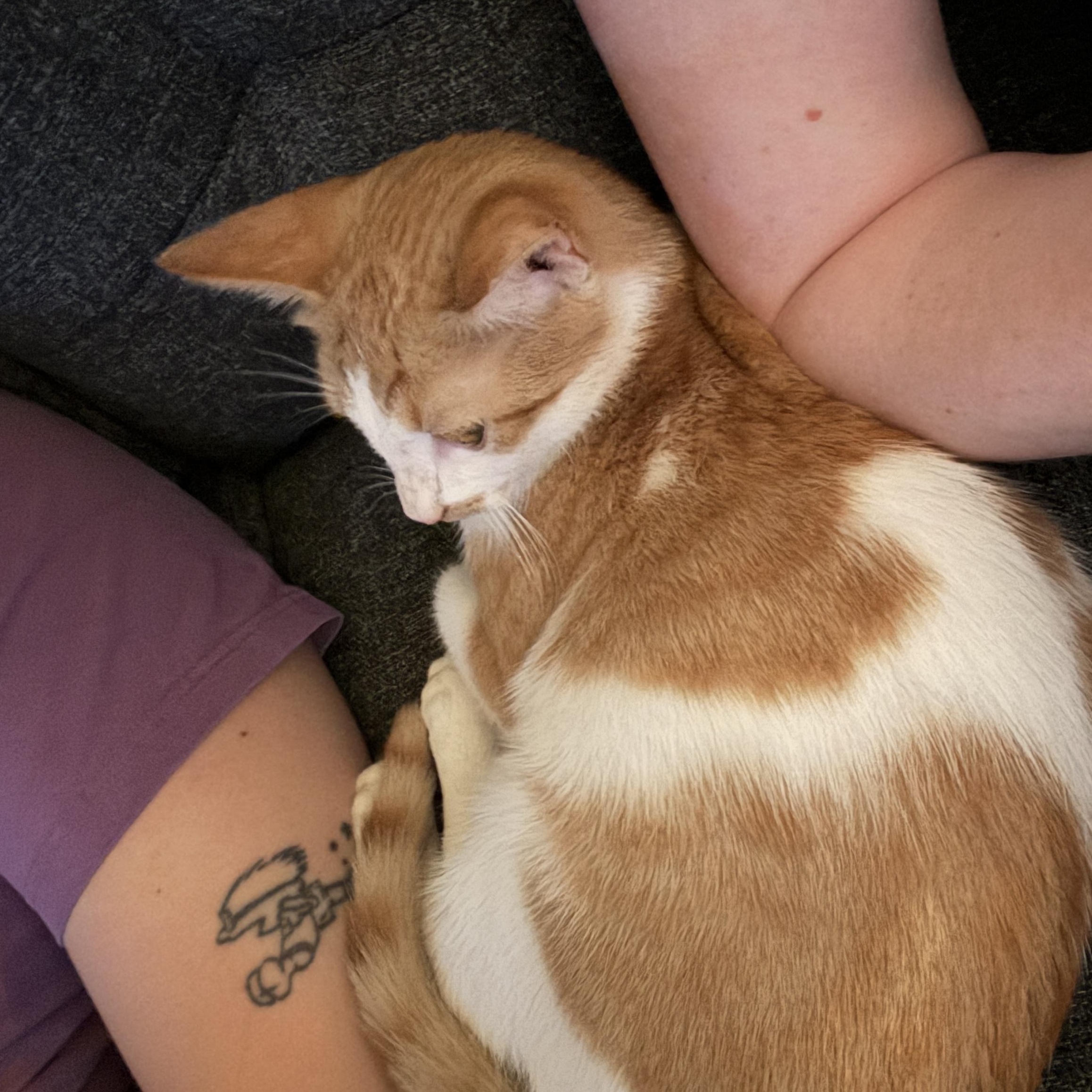 Enlarge Kipp, a Adopted Domestic Short Hair in Brooklyn, NY image 5/6