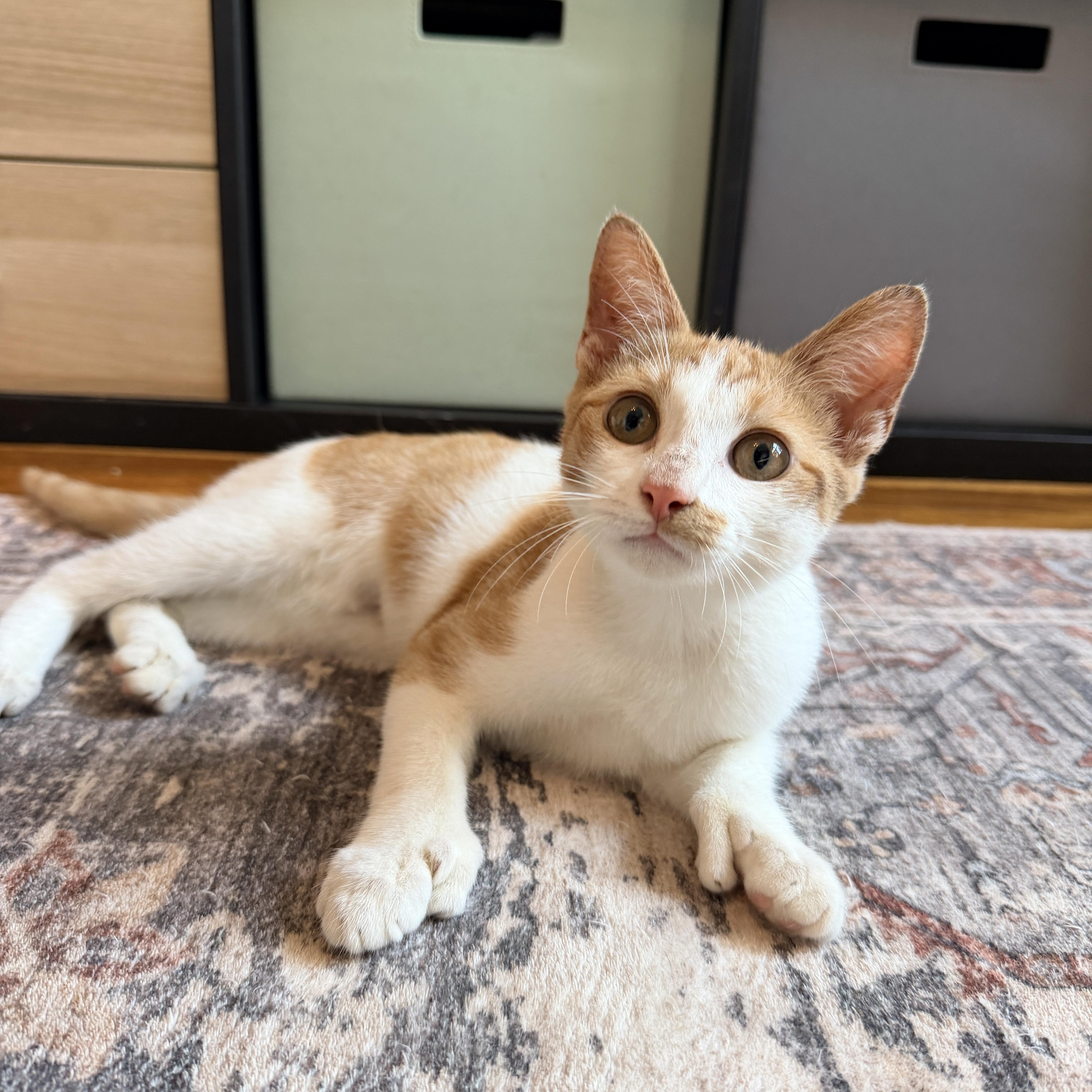 Enlarge Kipp, a Adopted Domestic Short Hair in Brooklyn, NY image 1/6