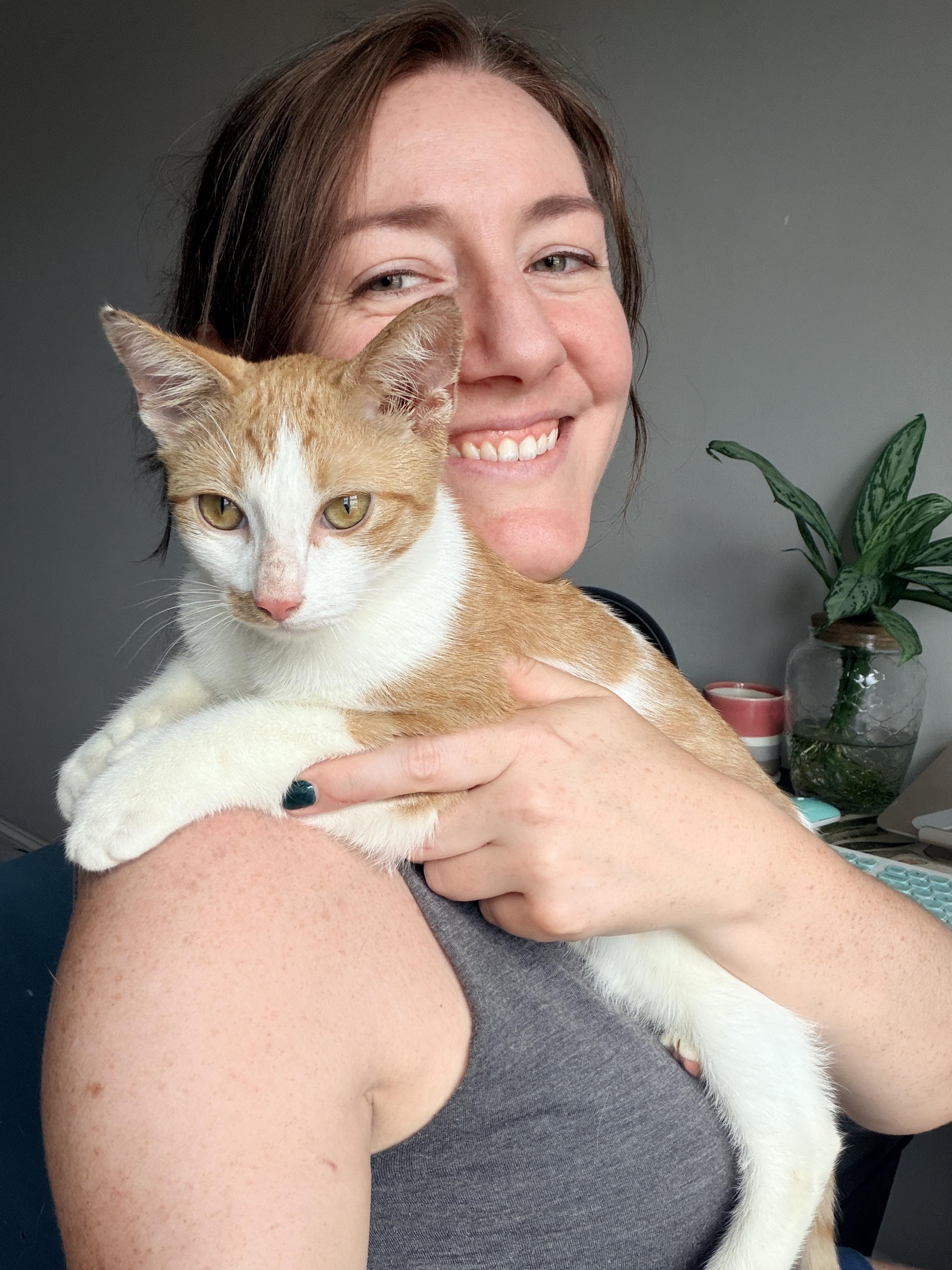 Enlarge Kipp, a Adopted Domestic Short Hair in Brooklyn, NY image 3/6
