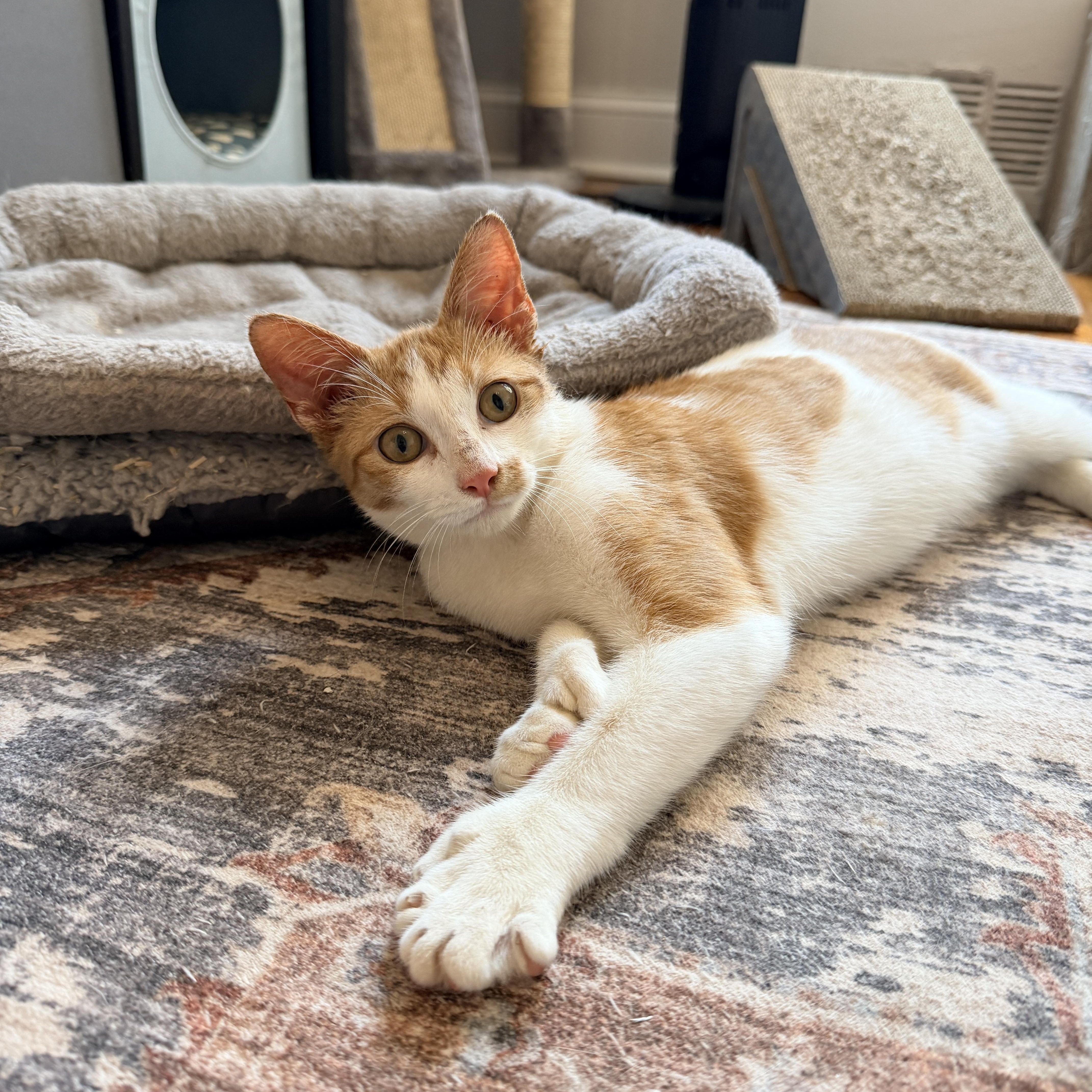 Enlarge Kipp, a Adopted Domestic Short Hair in Brooklyn, NY image 2/6