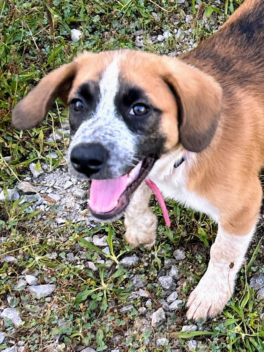 Kilee, Baby Female Australian Shepherd