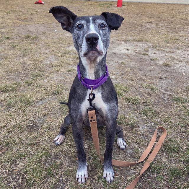 PIXIE, Adoptable, Senior Female Labrador Retriever.