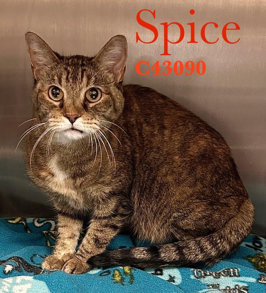 Spice, Adoptable, Adult Female Domestic Short Hair.