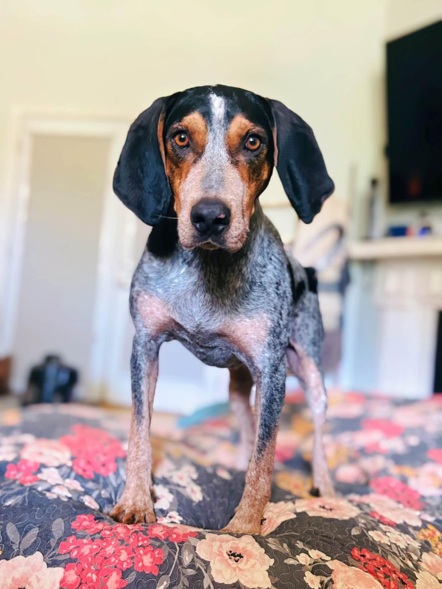 Enlarge Louis (AL), a ADOPTABLE Bluetick Coonhound in Mobile, AL image 3/3