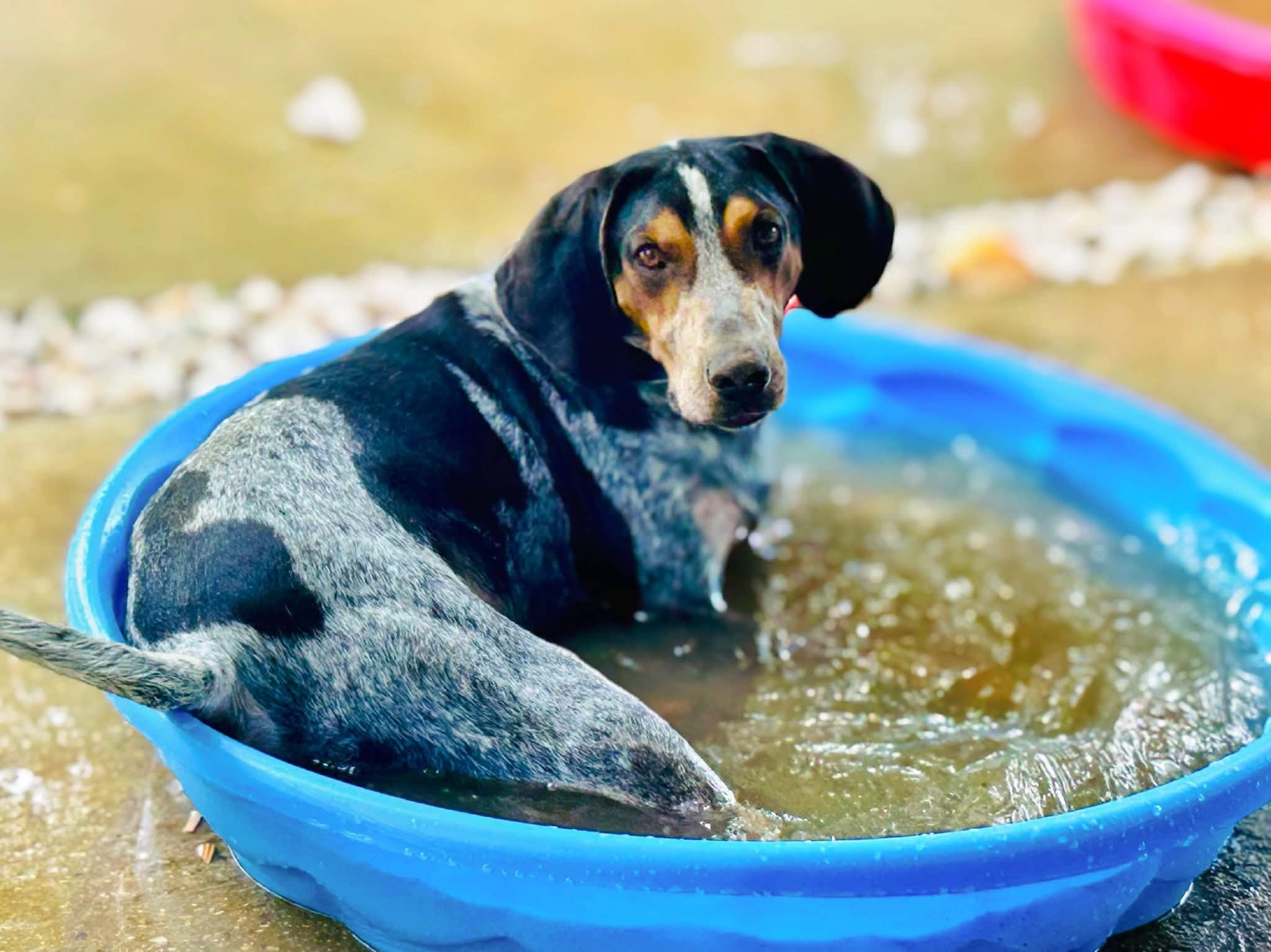 Enlarge Louis (AL), a ADOPTABLE Bluetick Coonhound in Mobile, AL image 2/3