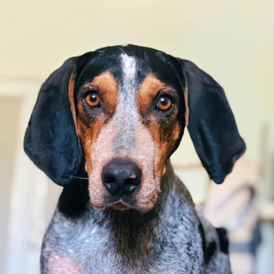 Louis (AL), ADOPTABLE, Young Male Bluetick Coonhound.