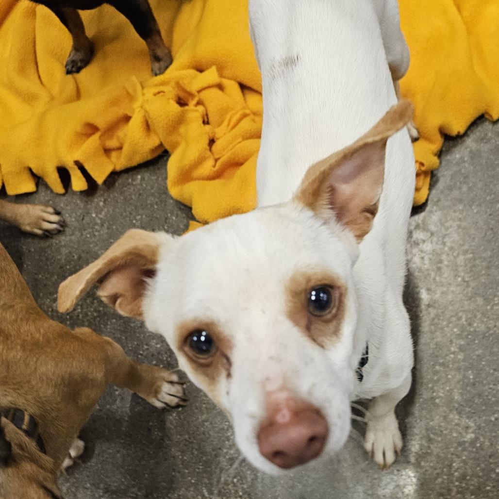 Gregory, Adoptable, Young Male Chihuahua.