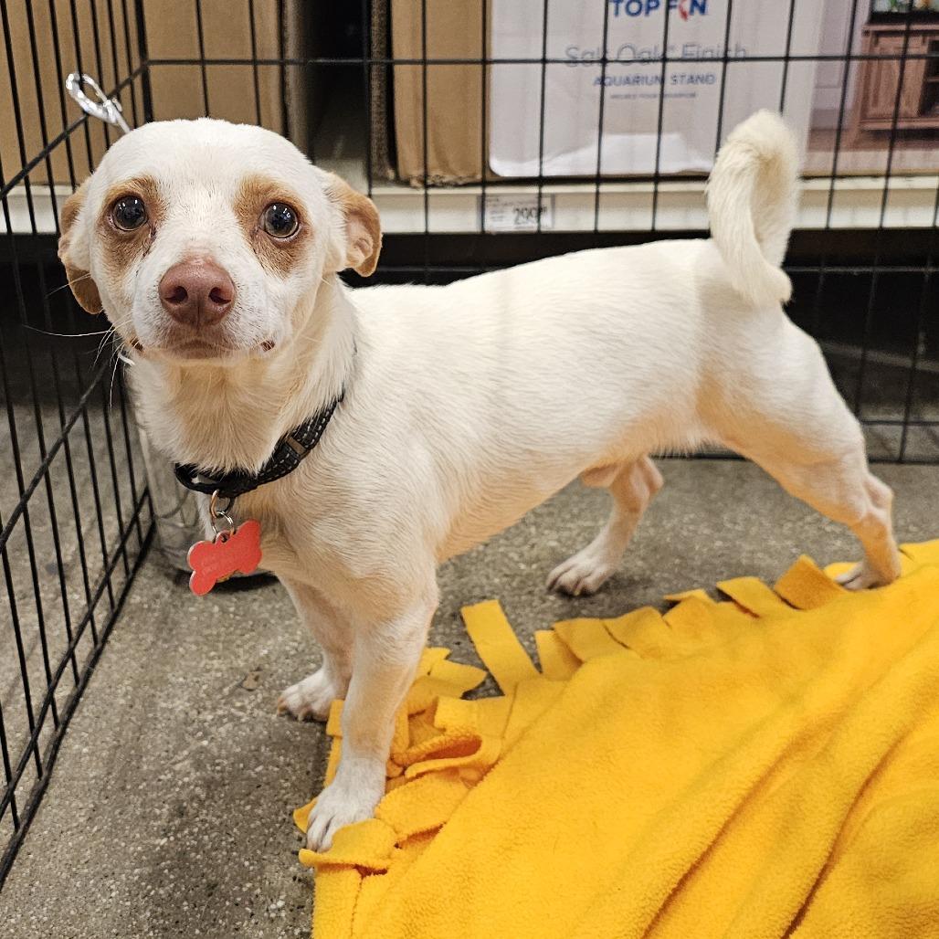 Gregory, a Adoptable Chihuahua in Apple Valley, CA image 2/2