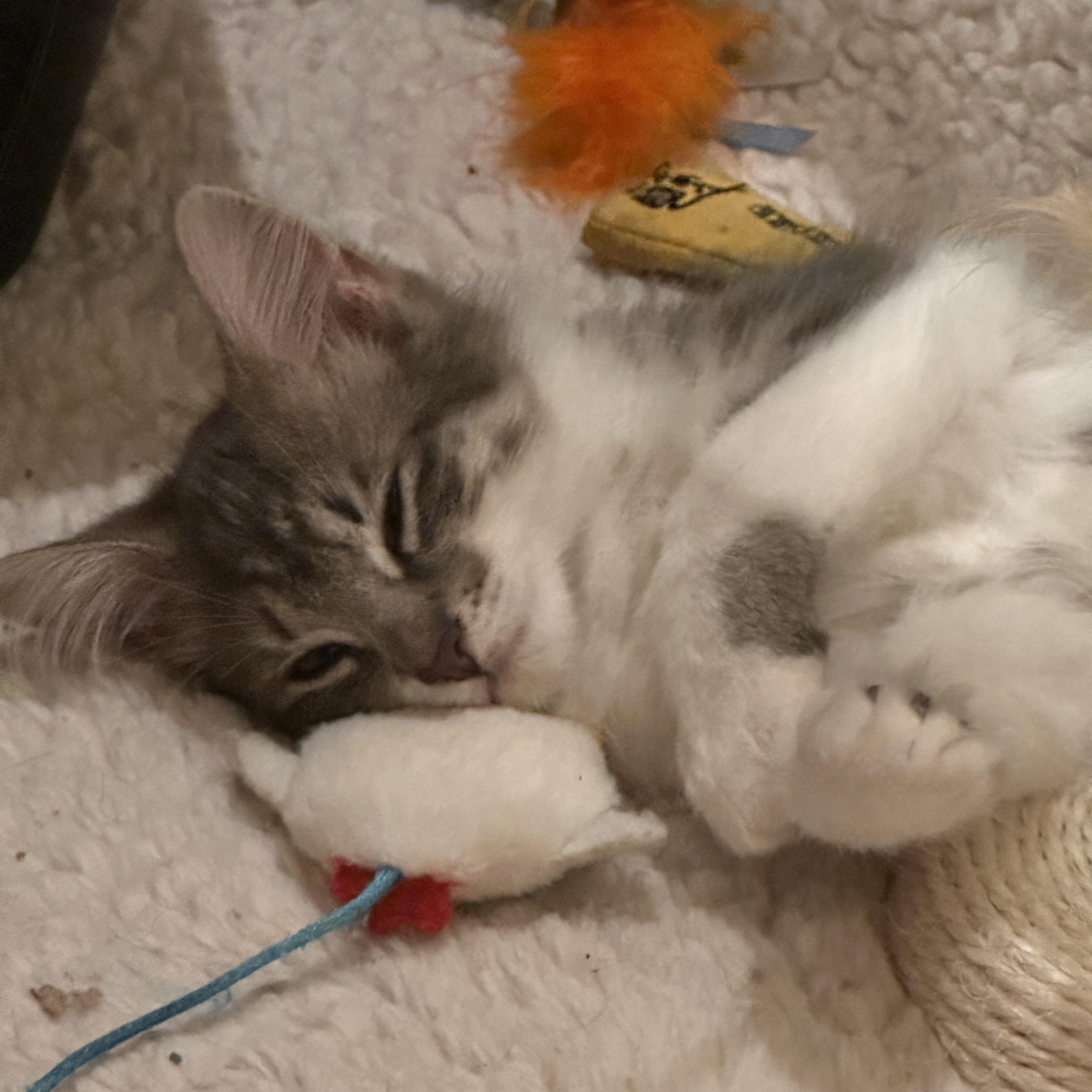Sally, ADOPTABLE, Kitten Female Domestic Medium Hair.