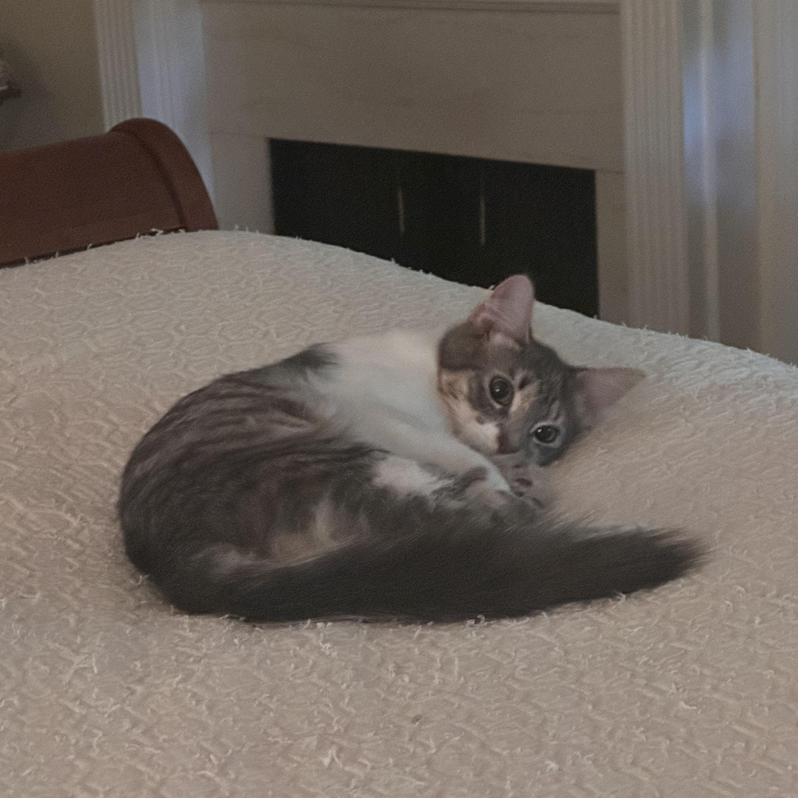 Enlarge Sally, a ADOPTABLE Domestic Medium Hair in Atlanta, GA image 2/5
