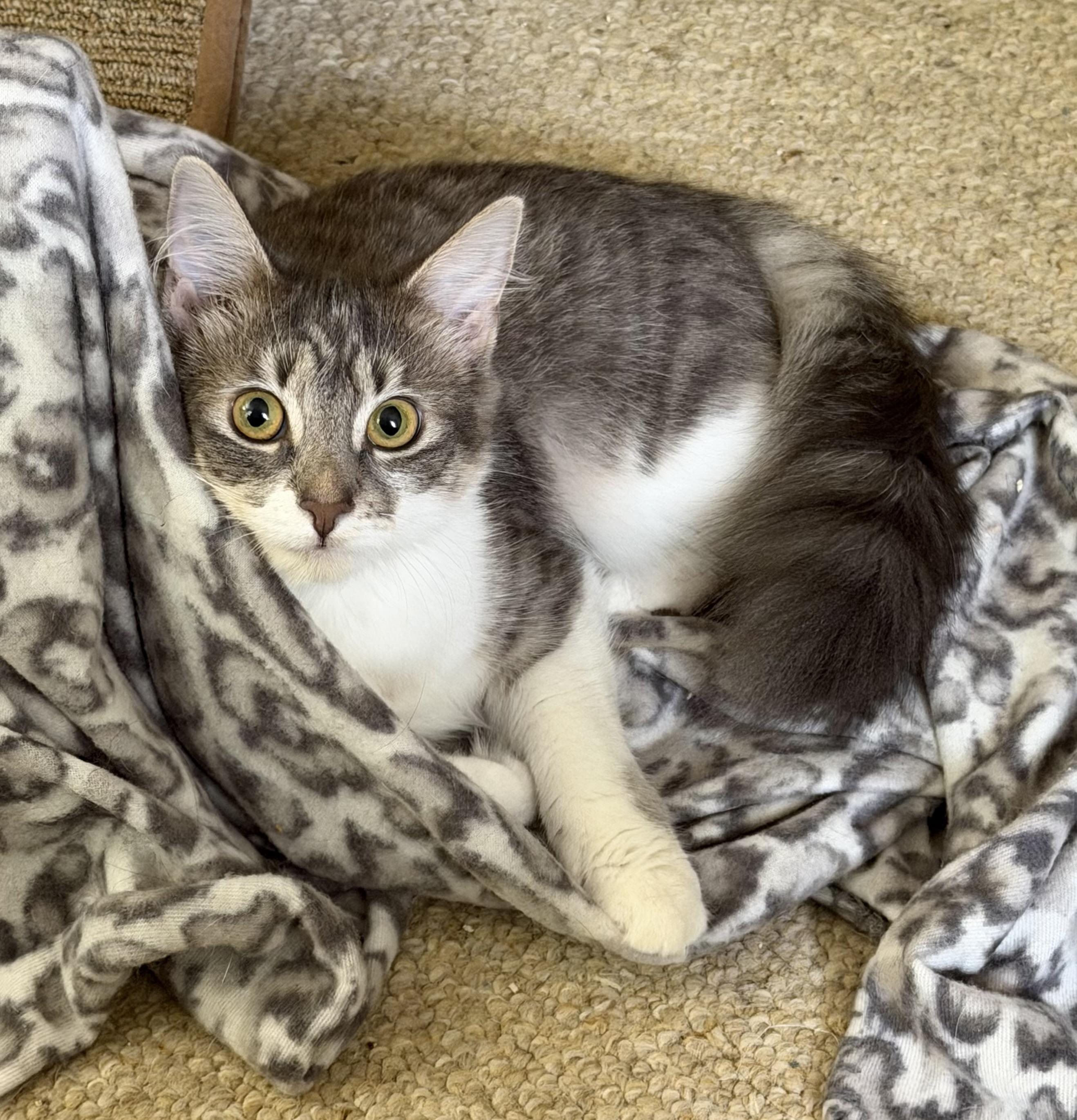 Sally, Adoptable, Kitten Female Domestic Medium Hair.