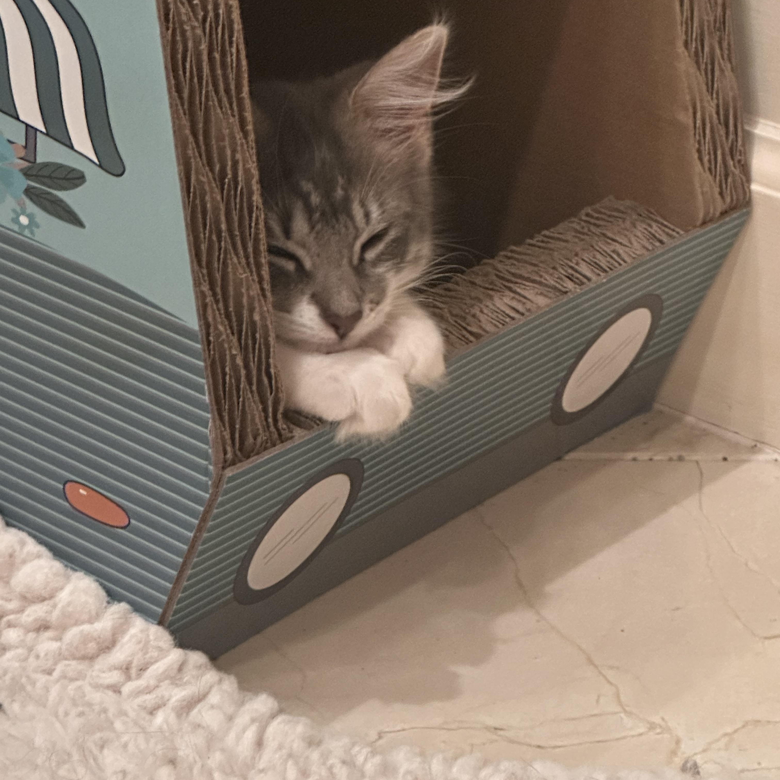 Enlarge Sally, a ADOPTABLE Domestic Medium Hair in Atlanta, GA image 4/5