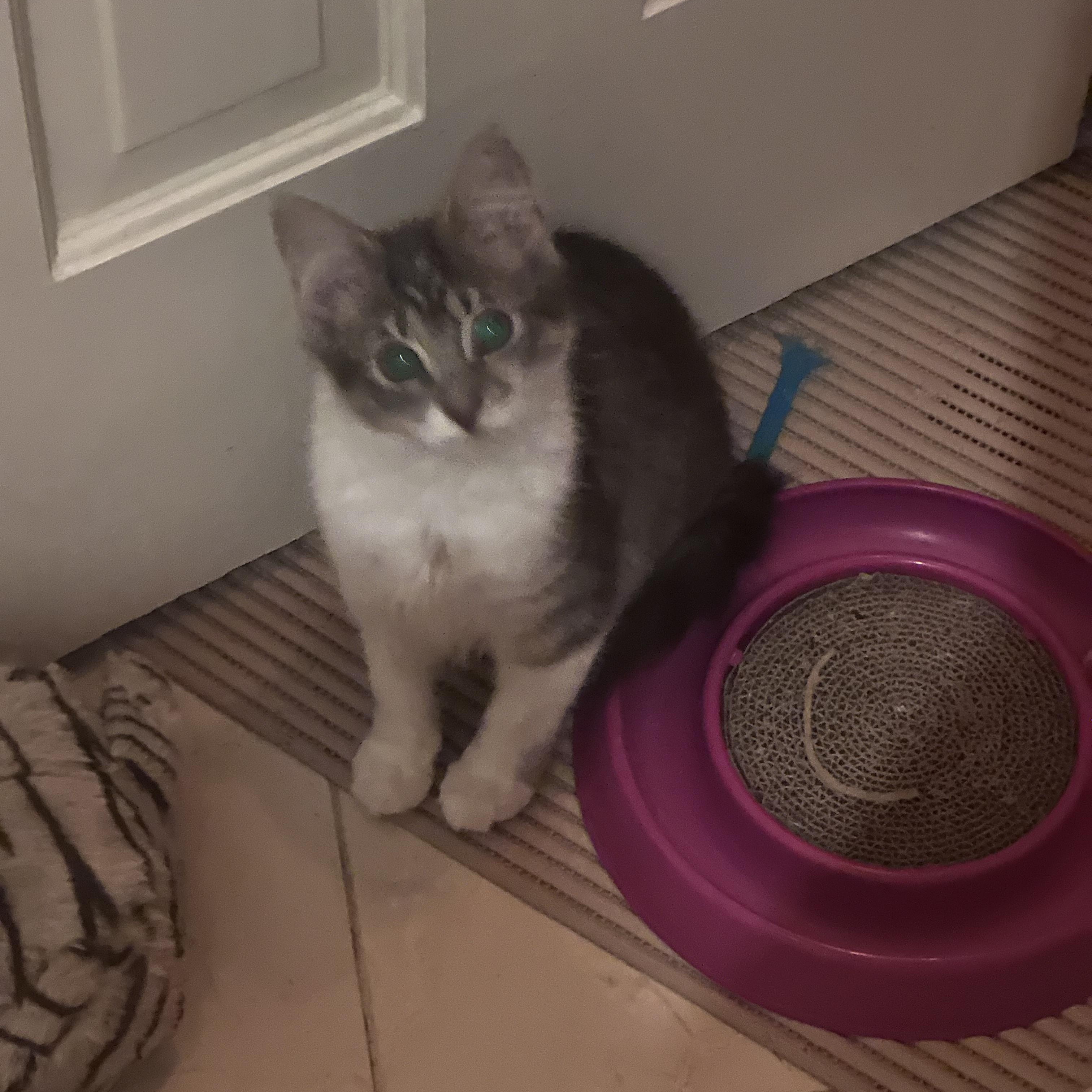 Enlarge Sally, a ADOPTABLE Domestic Medium Hair in Atlanta, GA image 3/5
