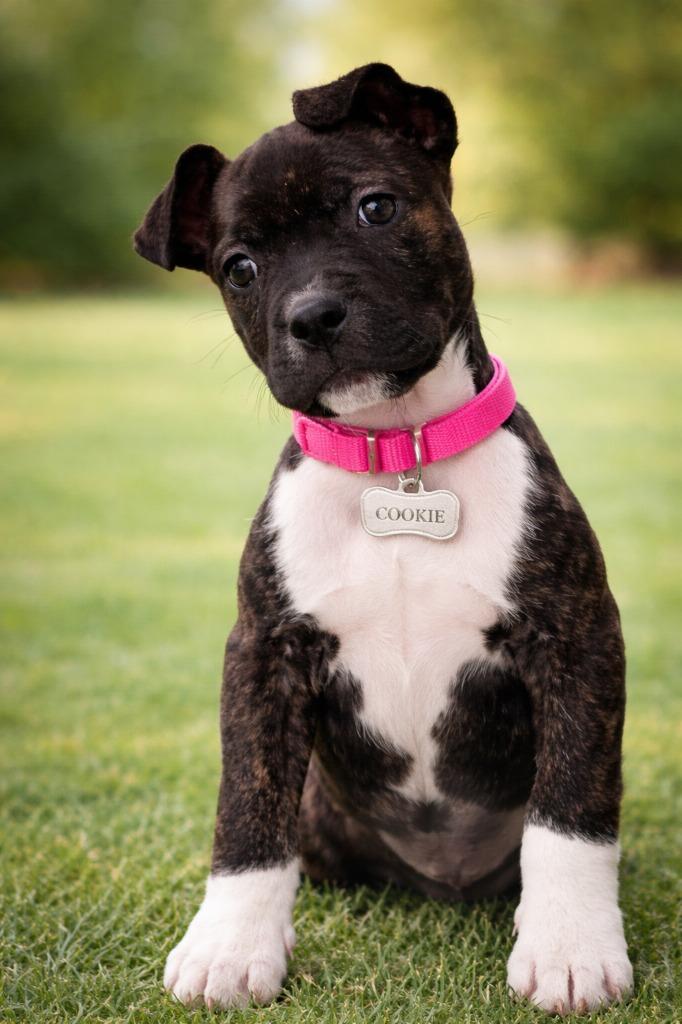 Enlarge Cookie, a Adopted mixed breed in Centralia, IL image 1/1
