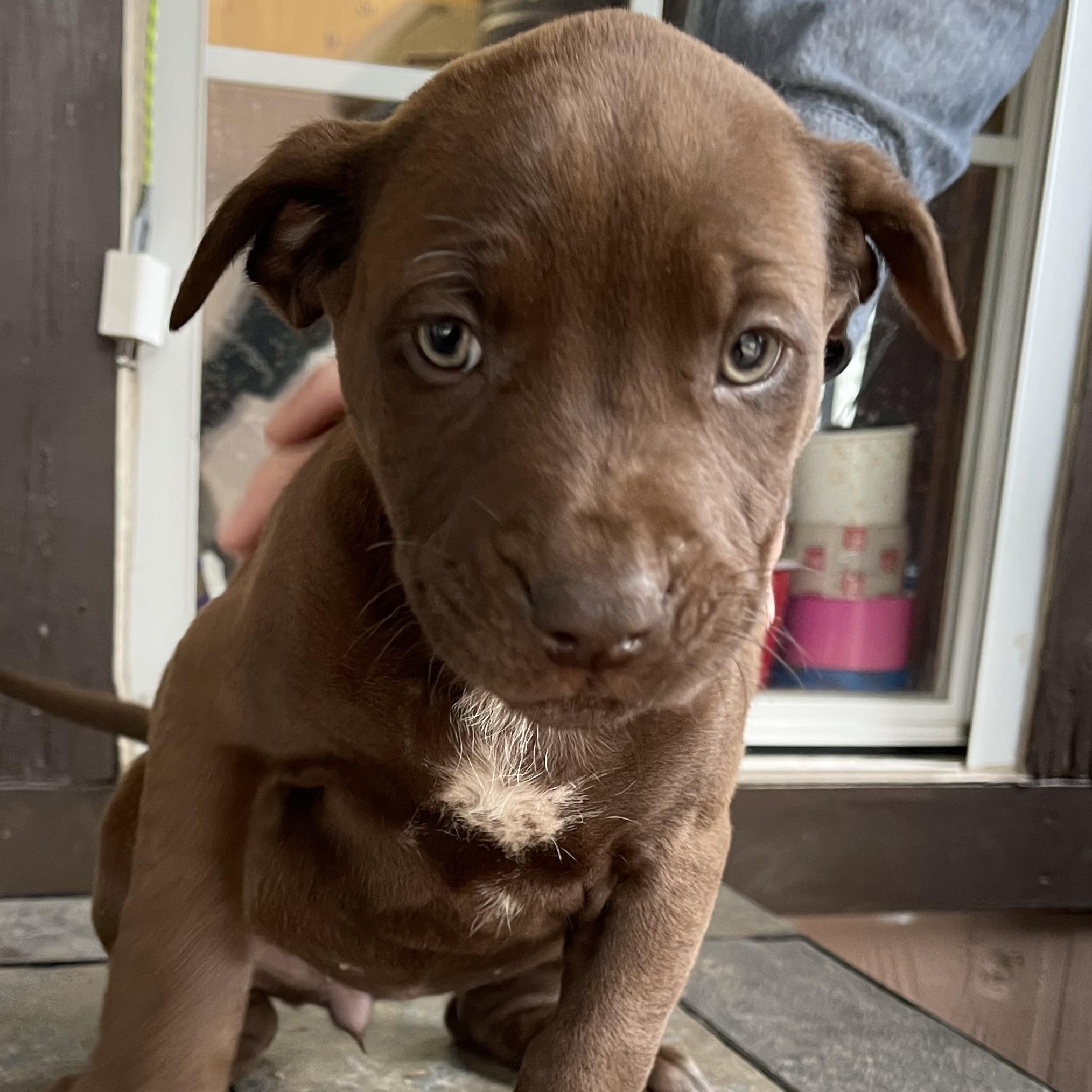 Ian, ADOPTABLE, Puppy Male Mixed Breed.