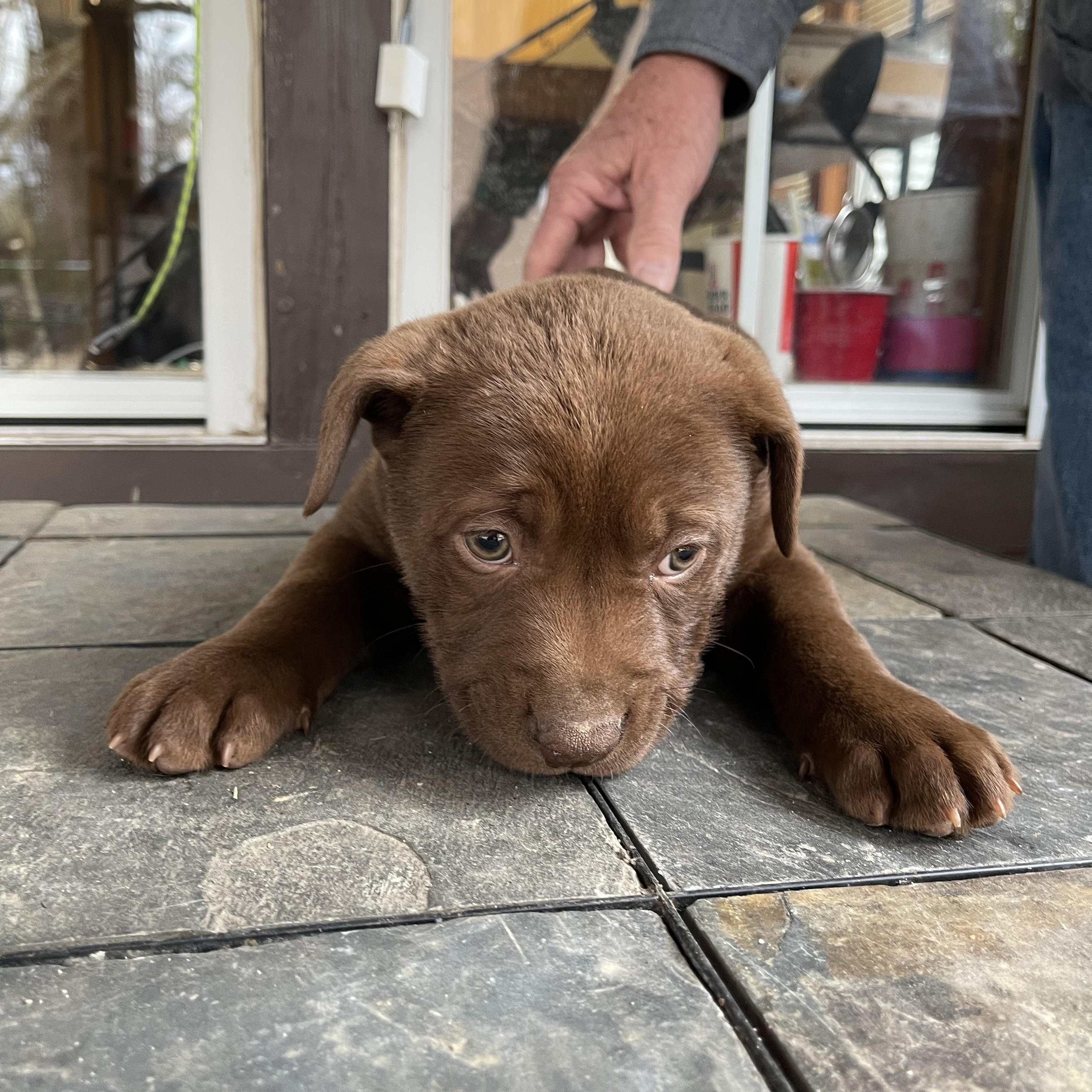 Enlarge Ian, a ADOPTABLE mixed breed in Parsippany, NJ image 2/2