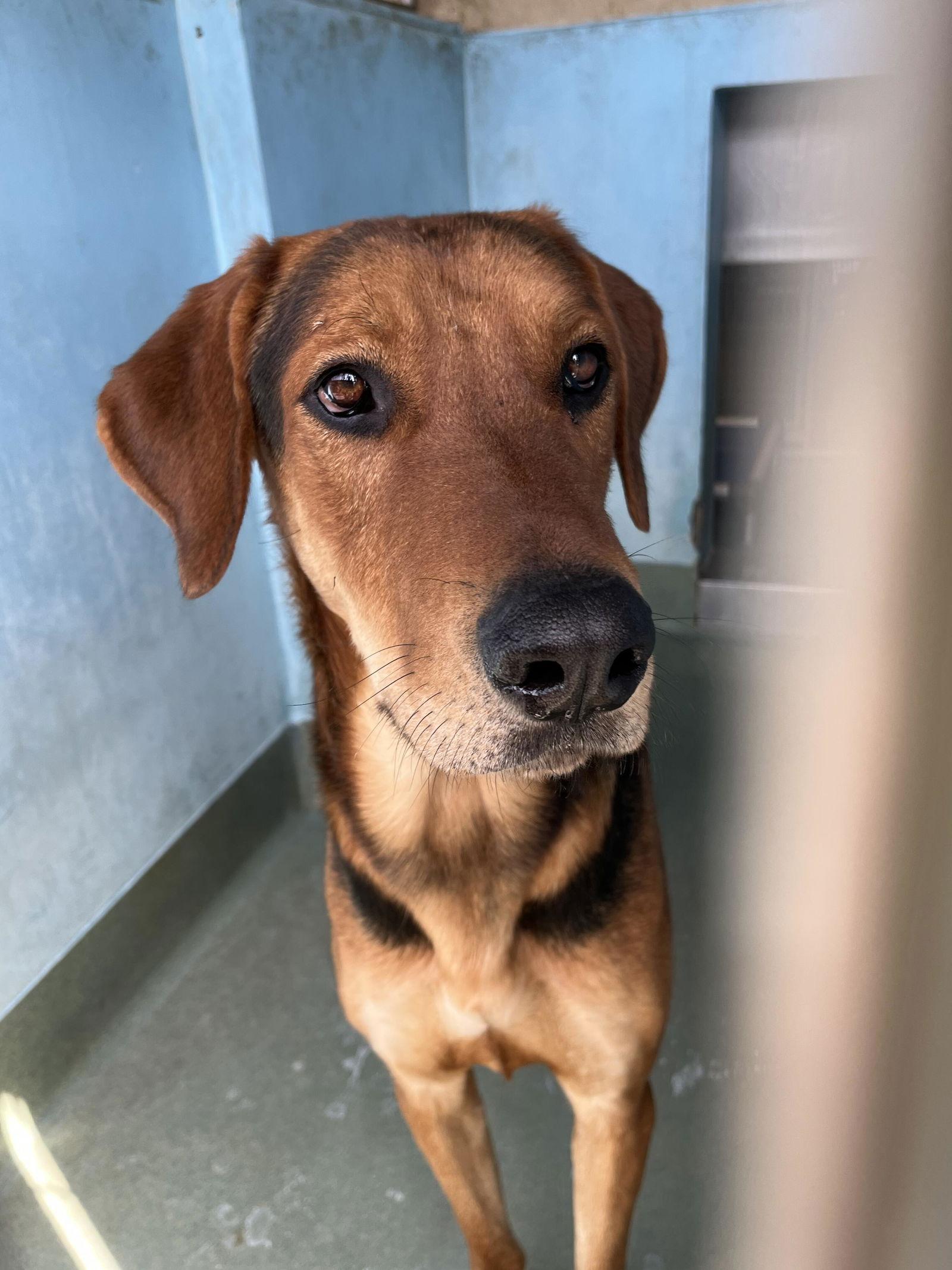 MORT, Adoptable, Adult Male Rhodesian Ridgeback.