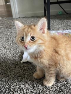 Gerbert — thumbnail 2